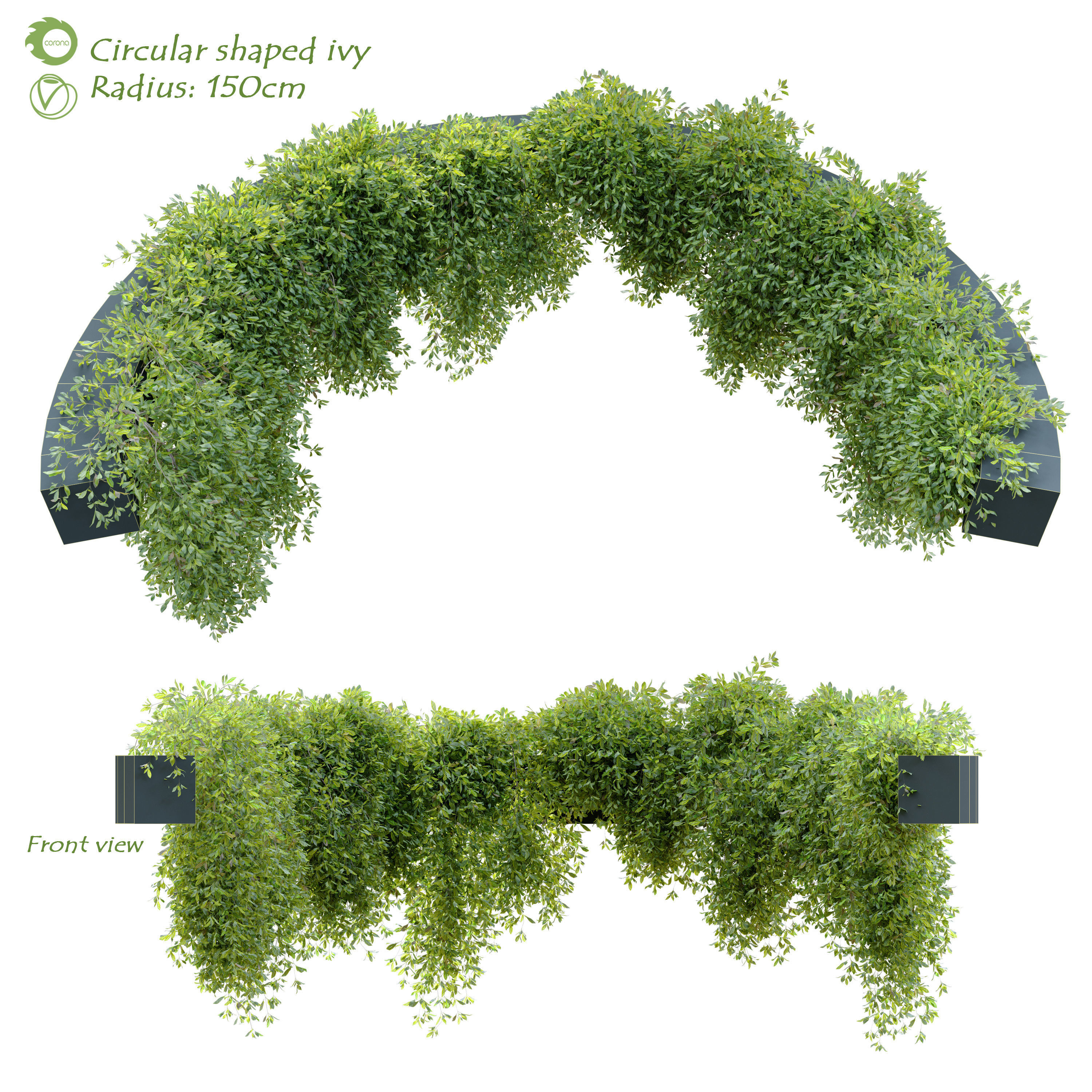 Circular shaped ivy 3D model_2