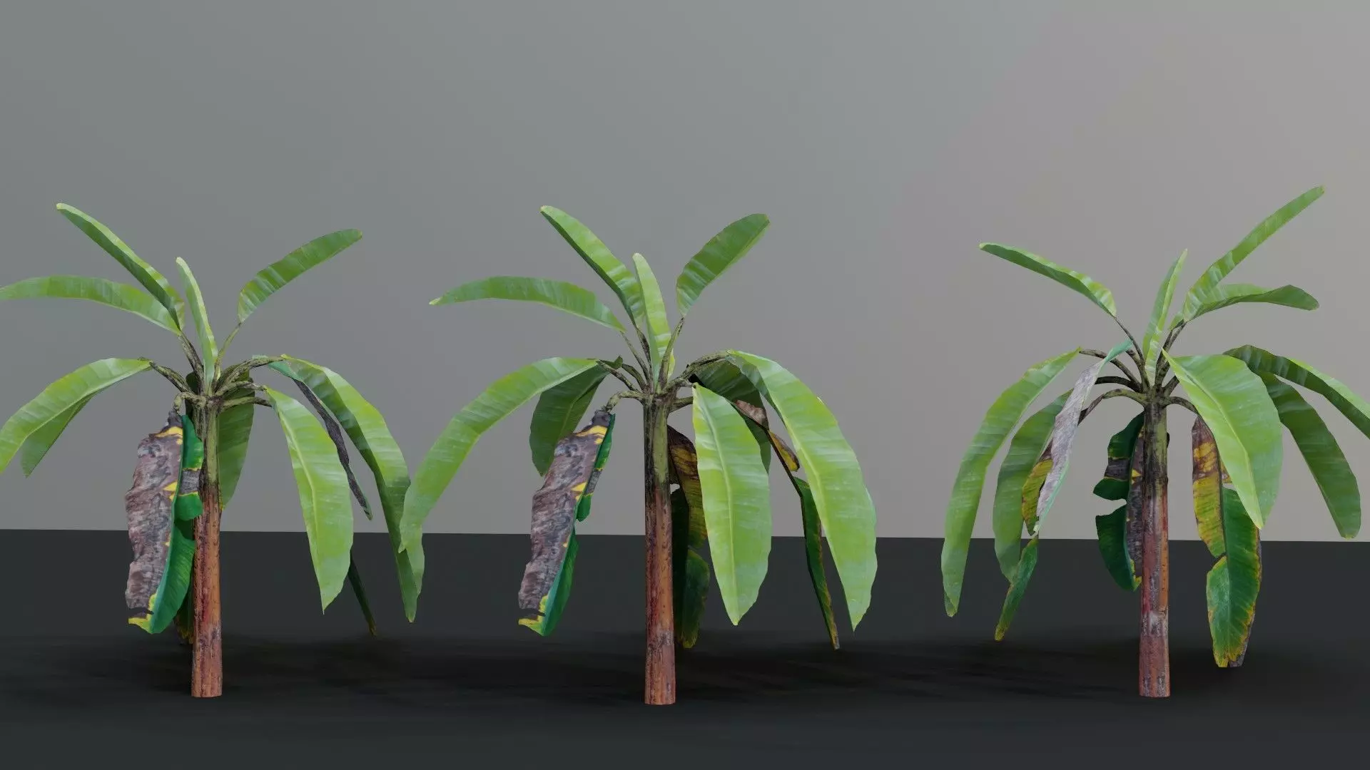 plantain tree Low-poly 3D model