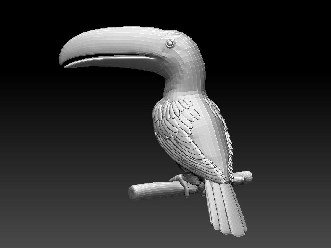 tucan toucan bird 3D model_13