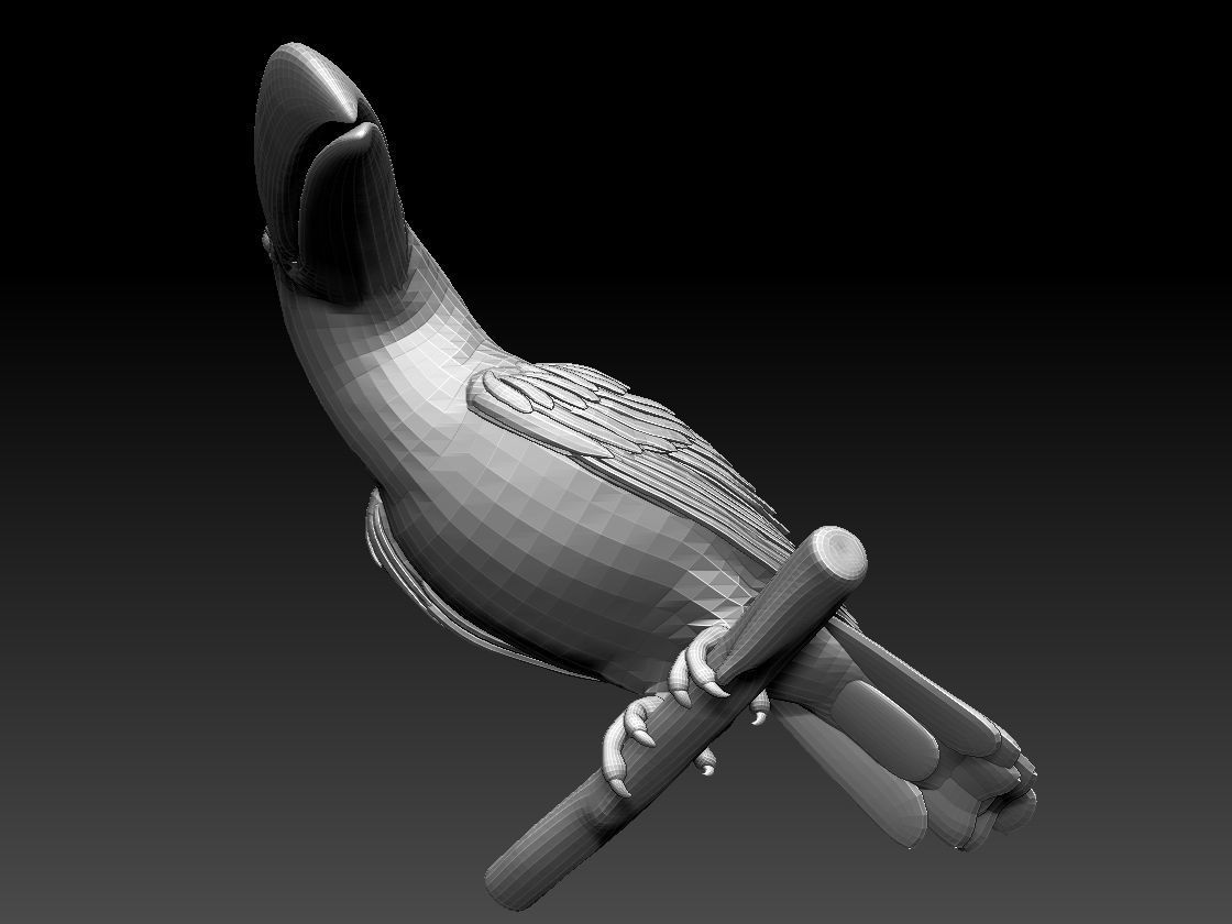 tucan toucan bird 3D model_11