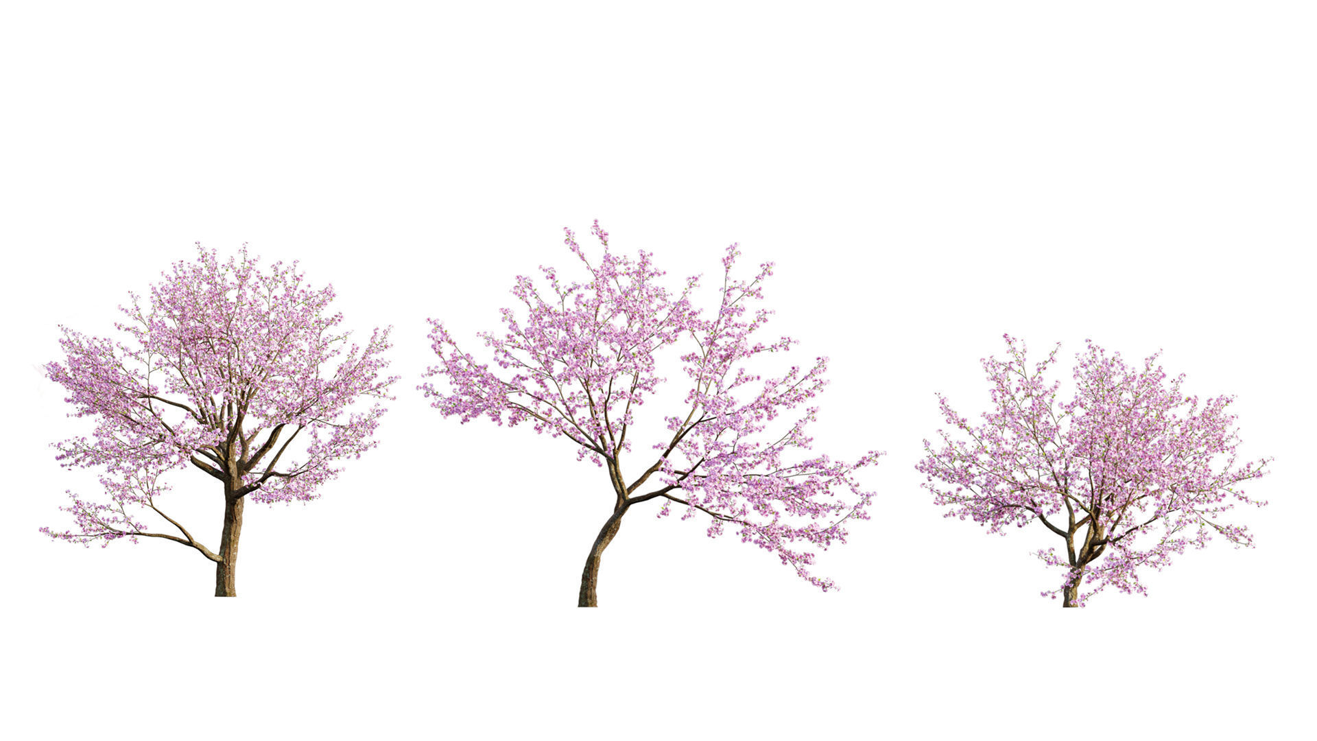 Bundle 24 - Japanese Garden 3D model_10