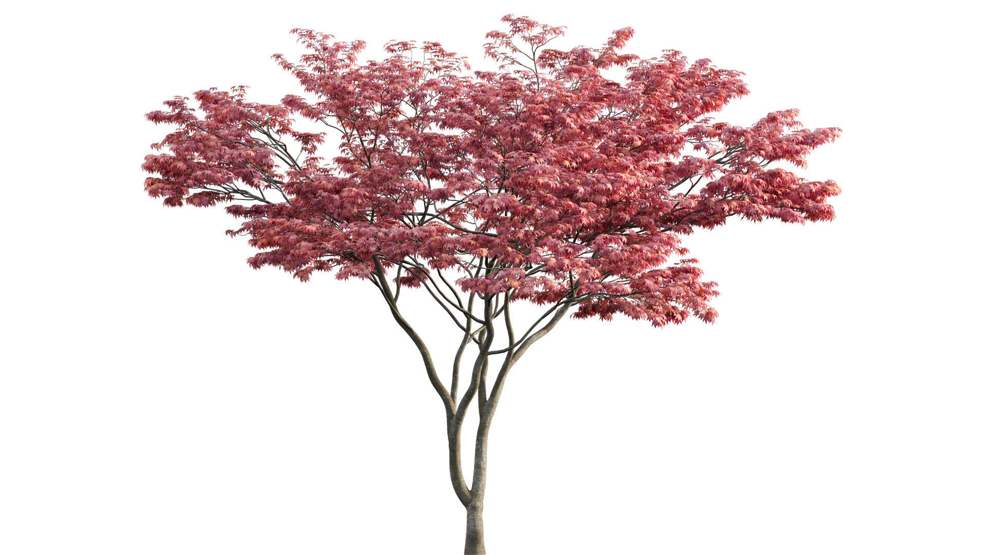 Bundle 24 - Japanese Garden 3D model_17