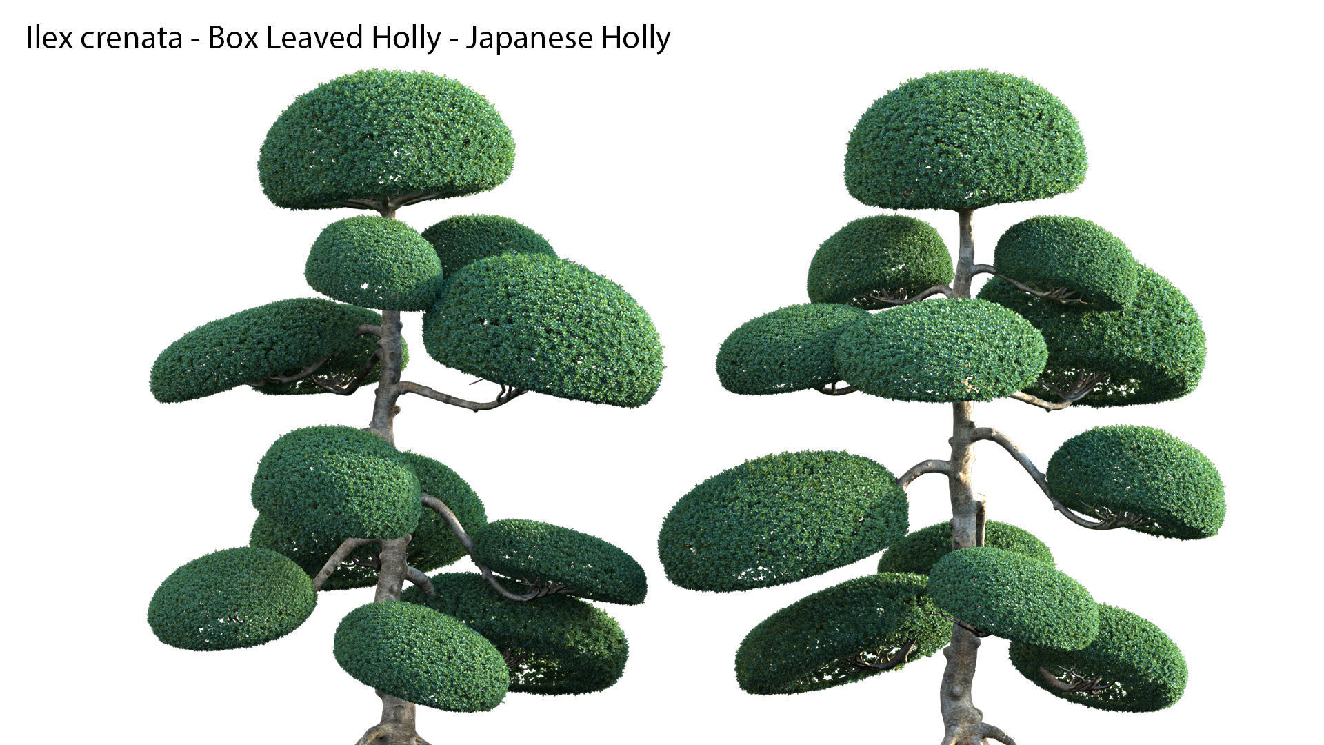 Bundle 24 - Japanese Garden 3D model_25