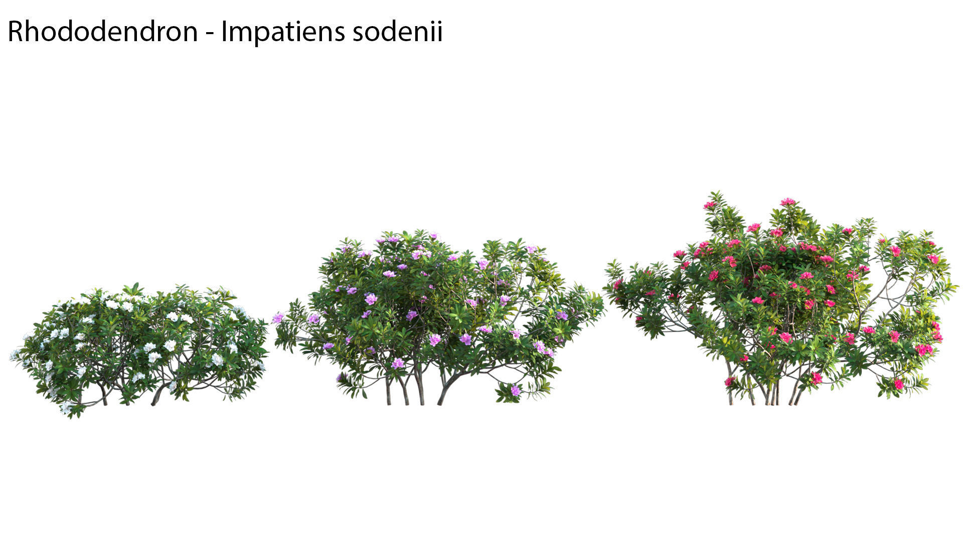 Bundle 24 - Japanese Garden 3D model_29