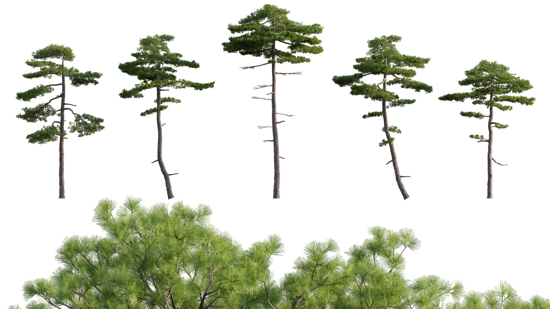 Bundle 24 - Japanese Garden 3D model_8