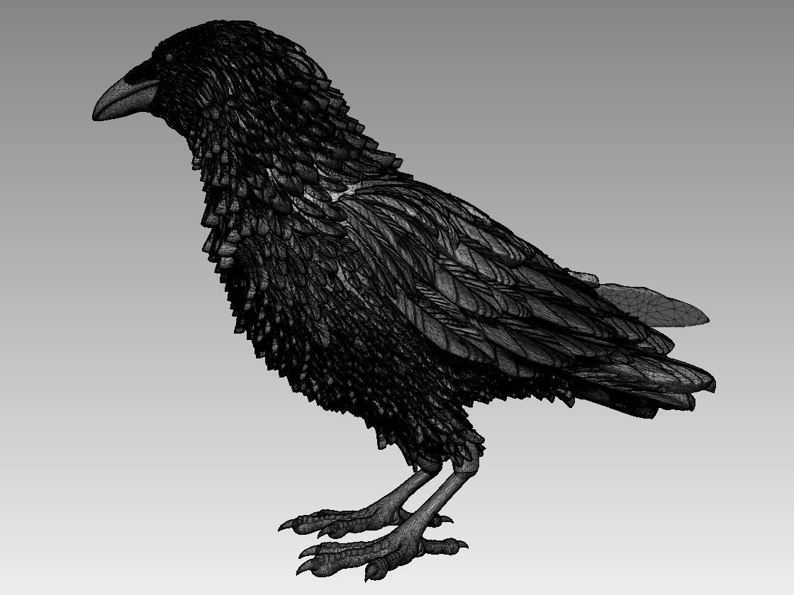 bird crow 3D print model_29