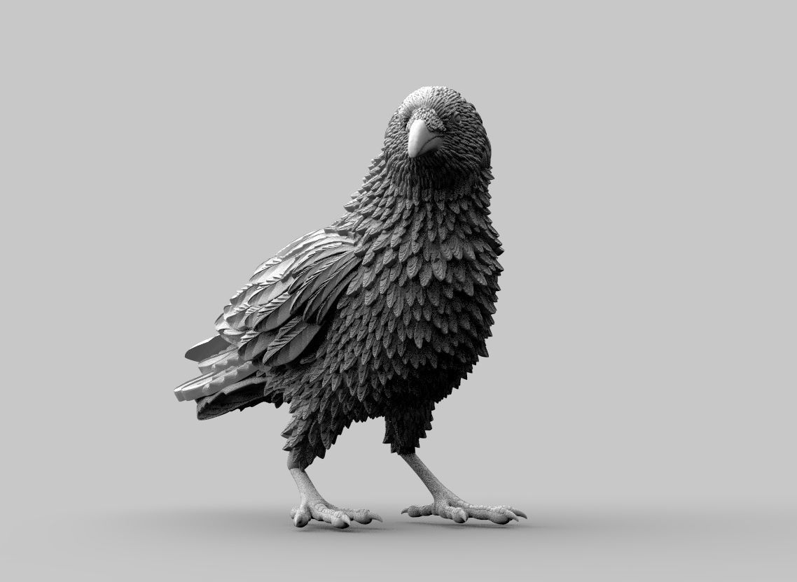 bird crow 3D print model_8