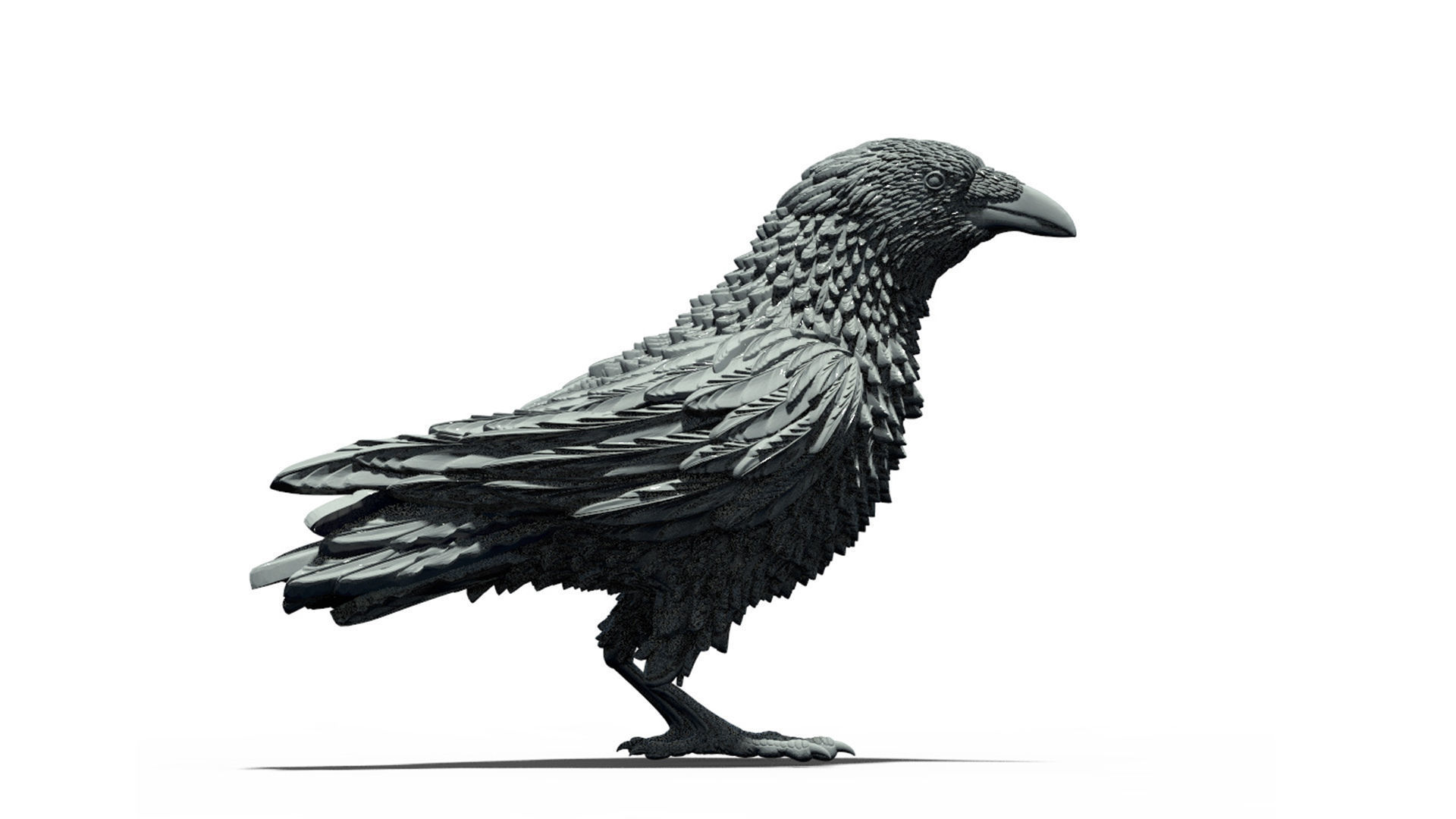 bird crow 3D print model_6