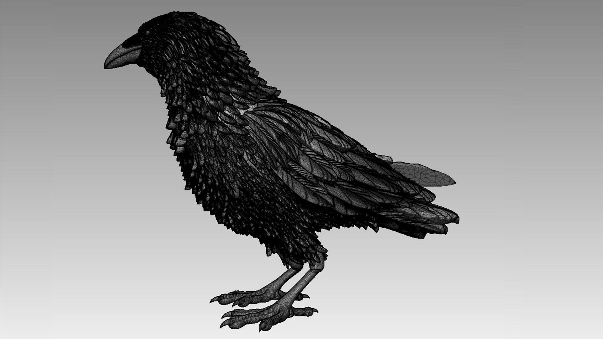 bird crow 3D print model_25