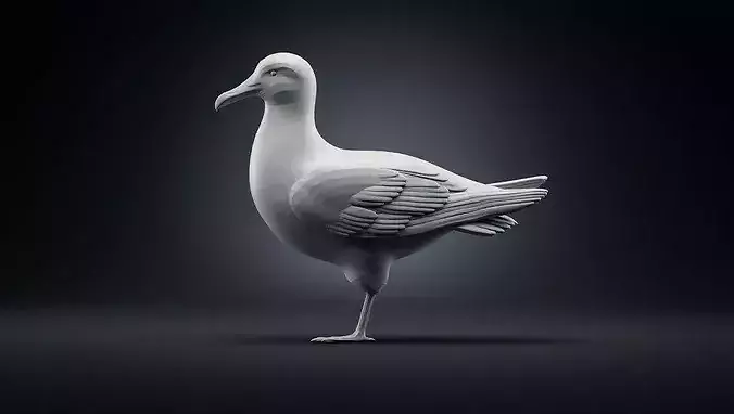 Seagull