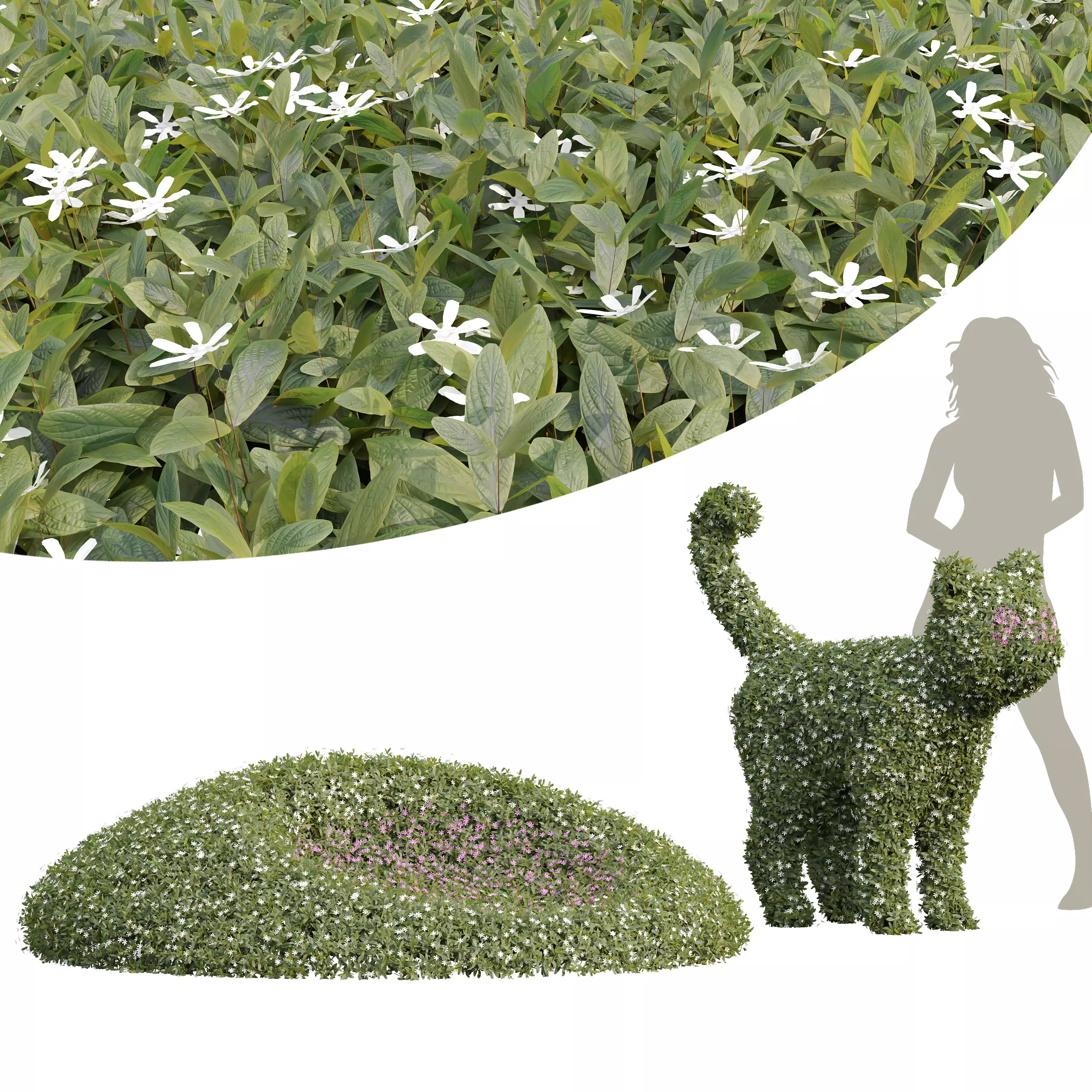 Cuphea Hookeriana Carthagenensis Decorative02 3D model_0