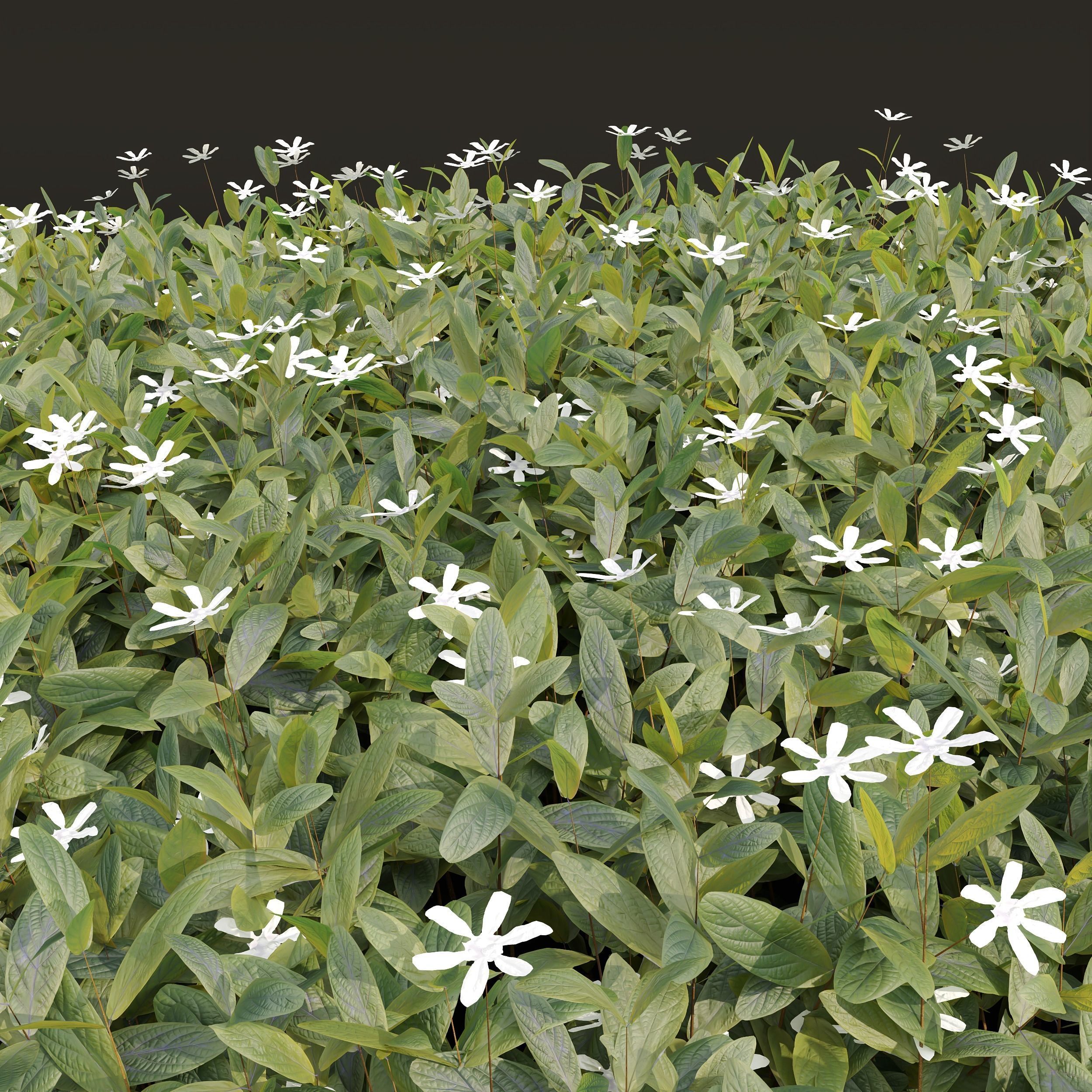 Cuphea Hookeriana Carthagenensis Decorative02 3D model_2