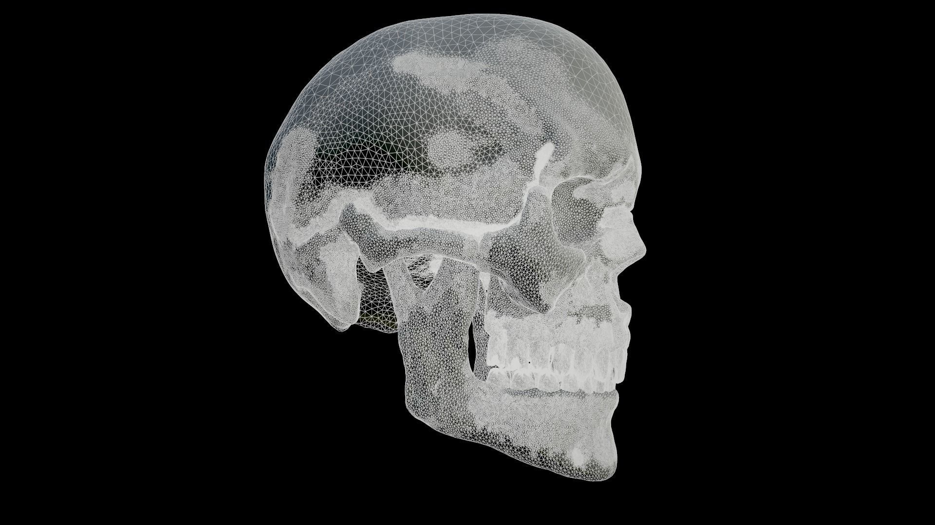 Skull Human 3D Model 3D print model_7