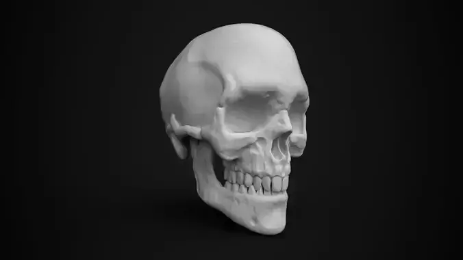 Skull Human 3D Model