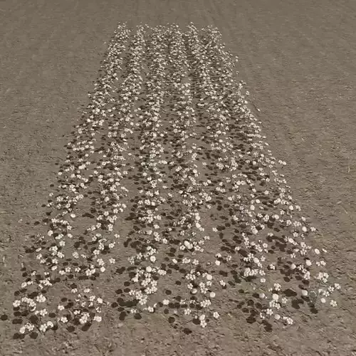 Cotton plantation Low-poly 3D model