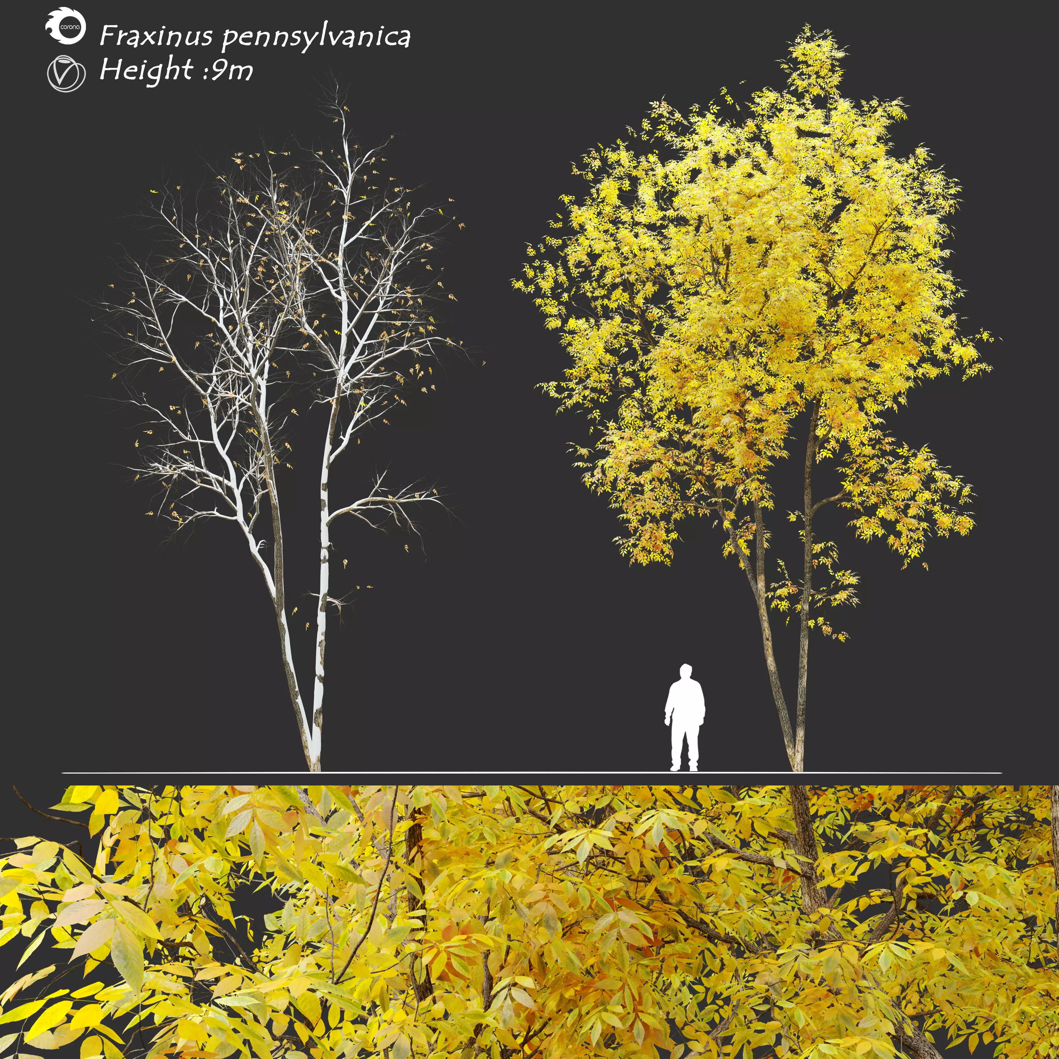 Fraxinus pennsylvanica 3D model