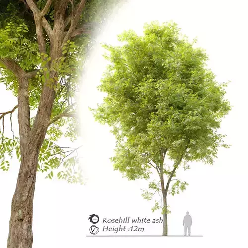 Rosehill white ash 3D model