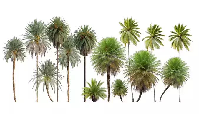 Palm collection phoenix canariensis 