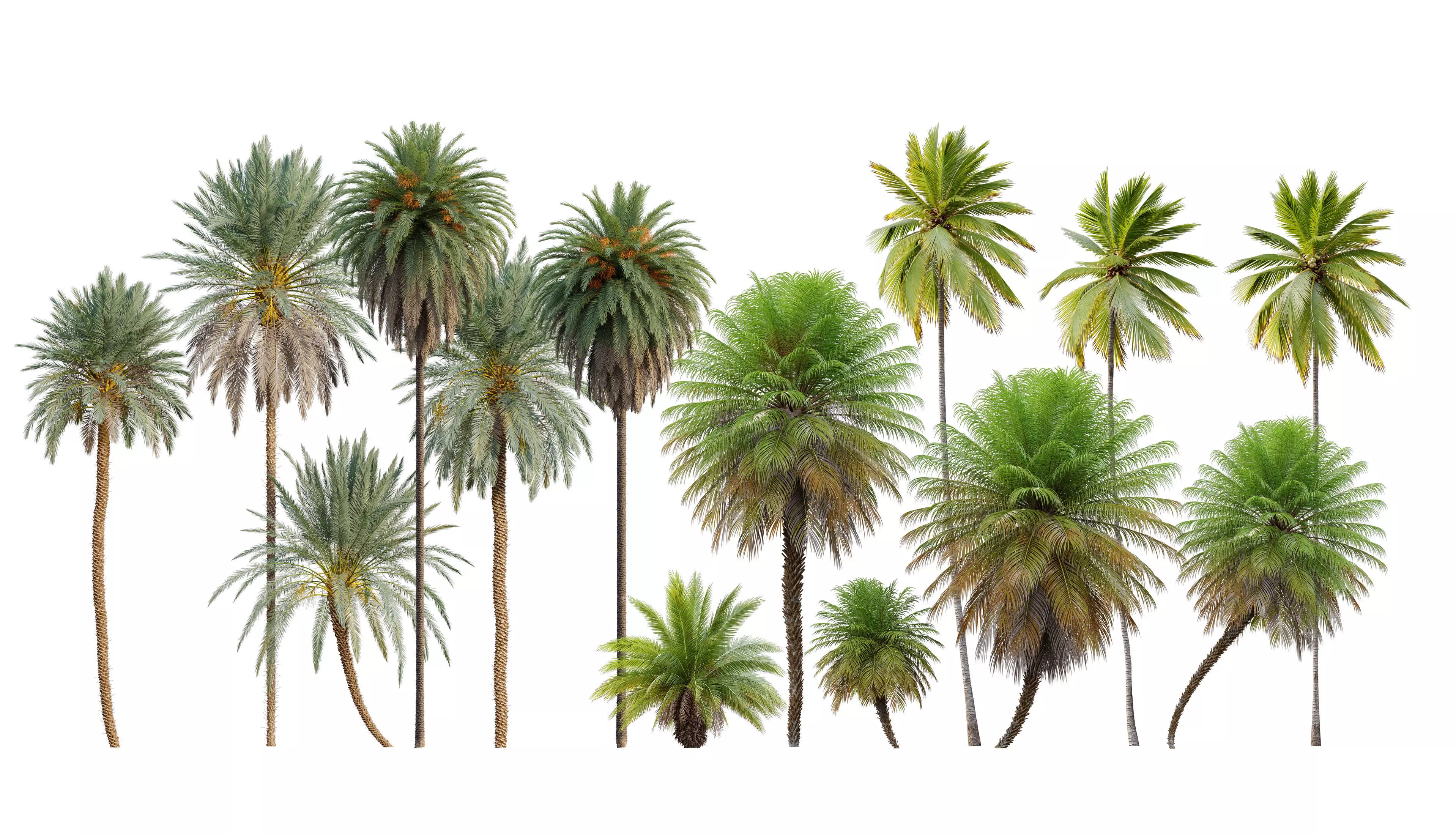 Palm collection phoenix canariensis _0
