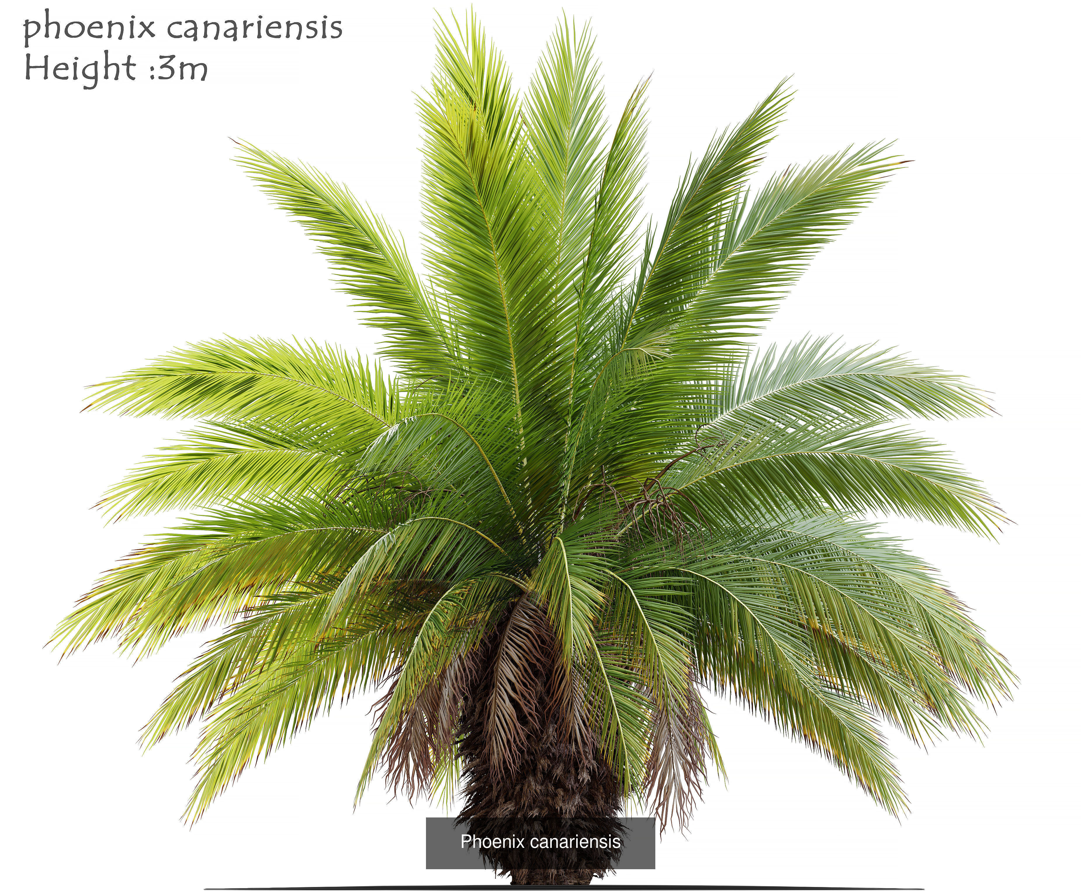 Palm collection phoenix canariensis _6