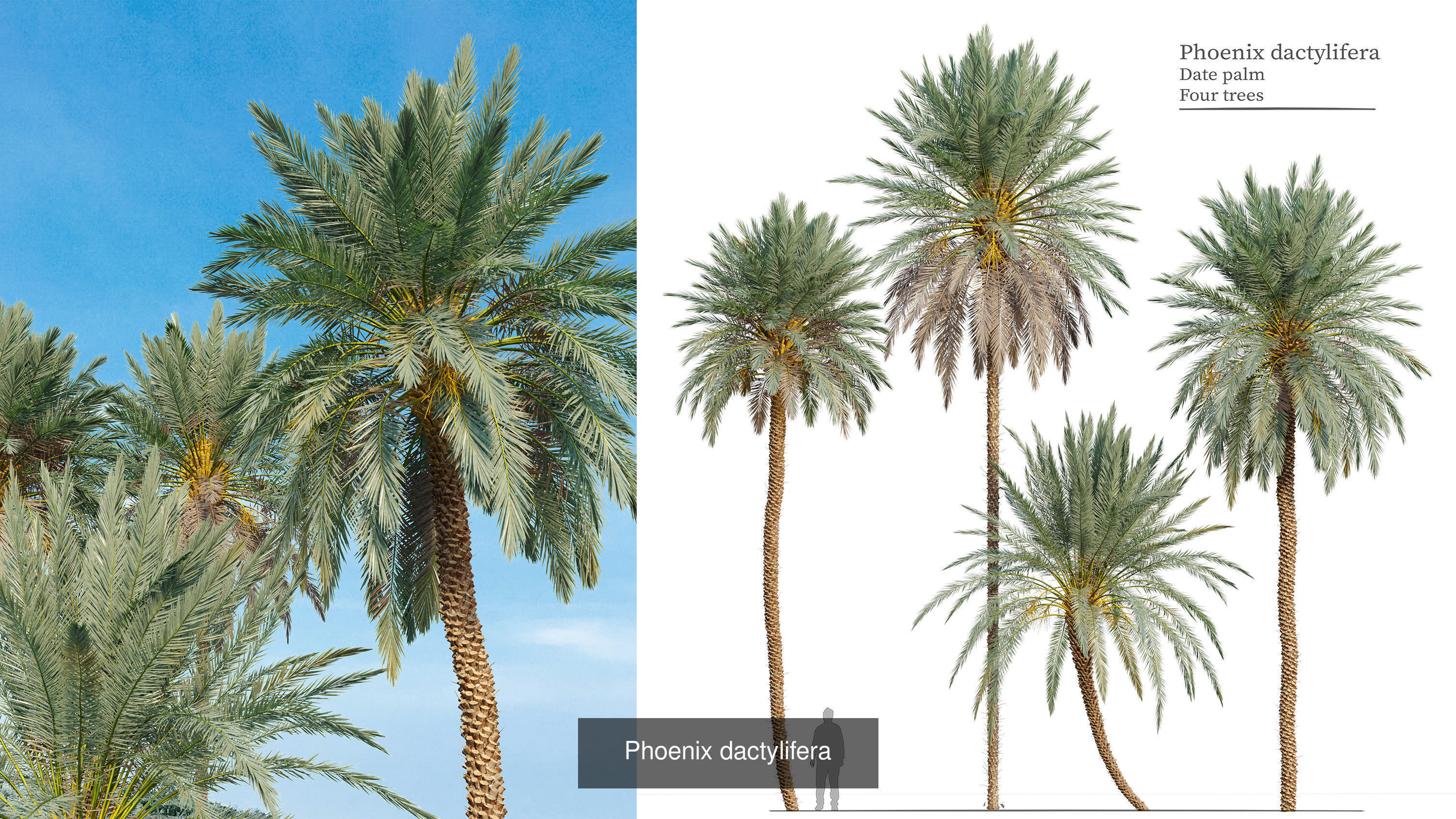 Palm collection phoenix canariensis _4