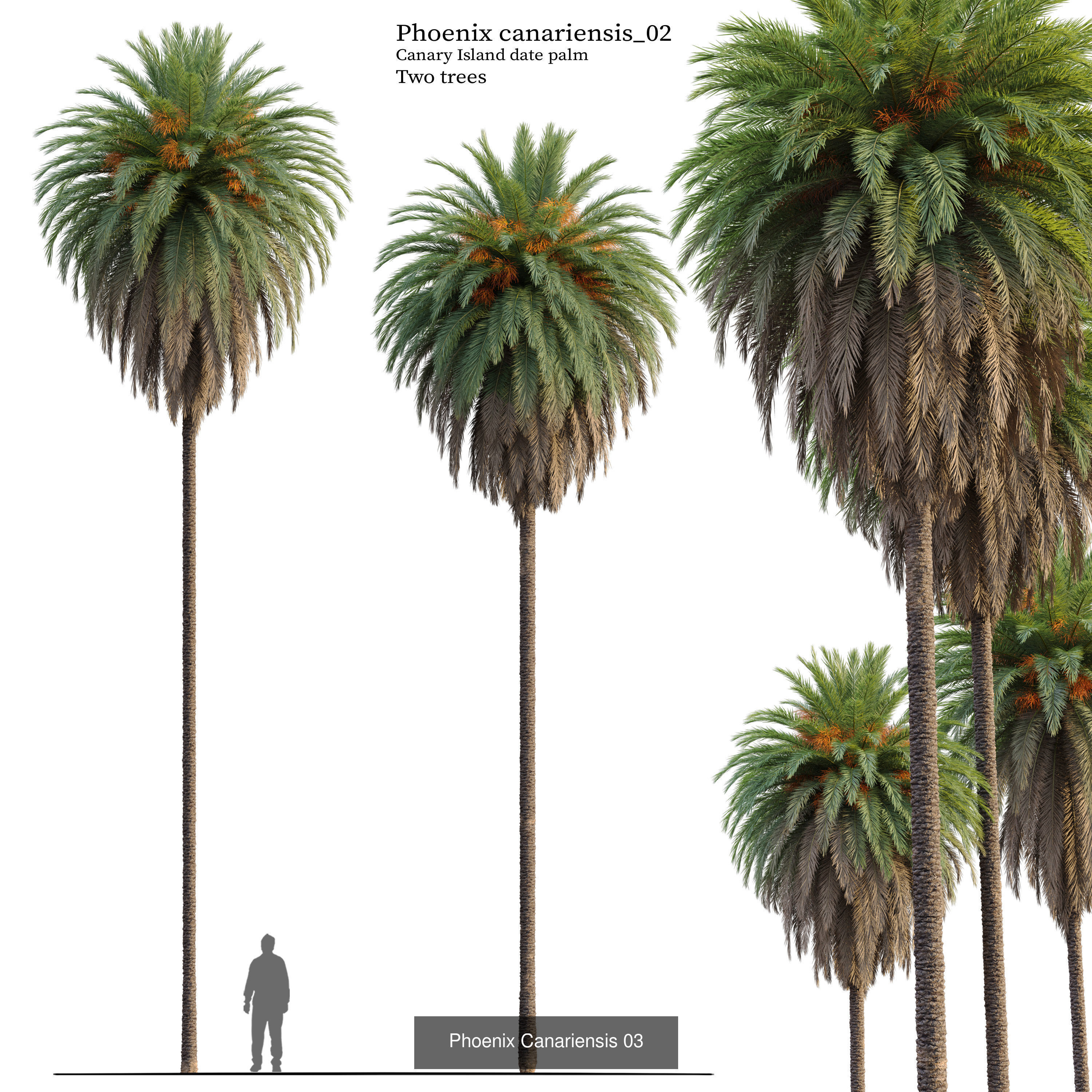 Palm collection phoenix canariensis _3