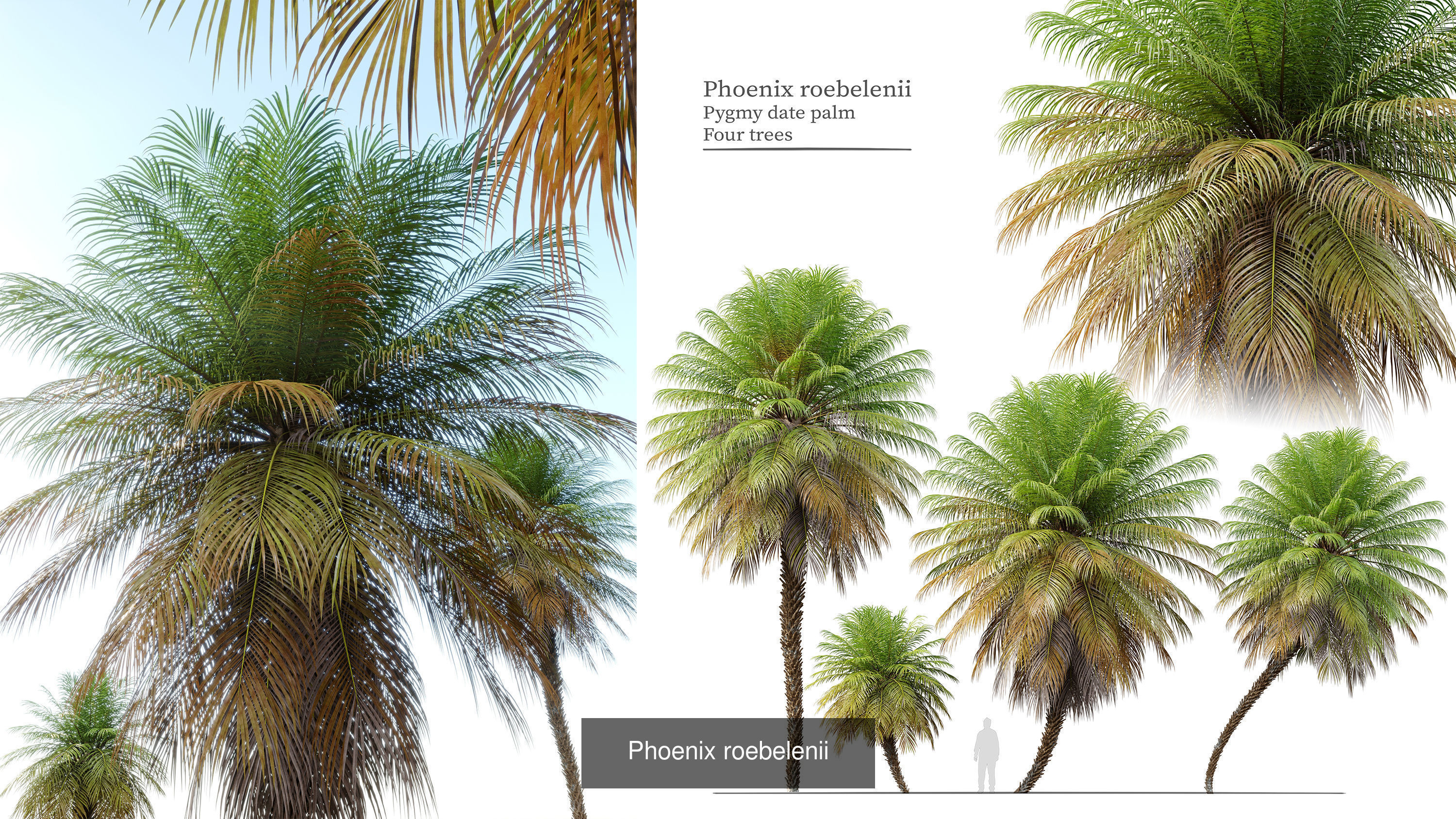 Palm collection phoenix canariensis _5