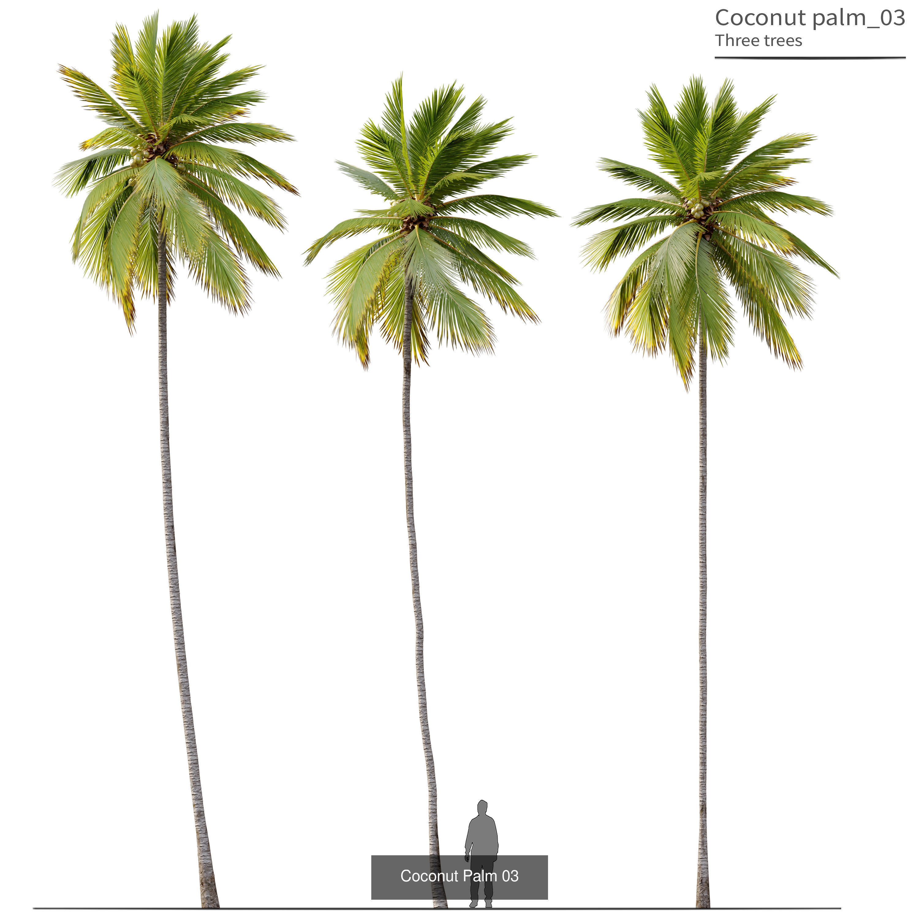 Palm collection phoenix canariensis _2
