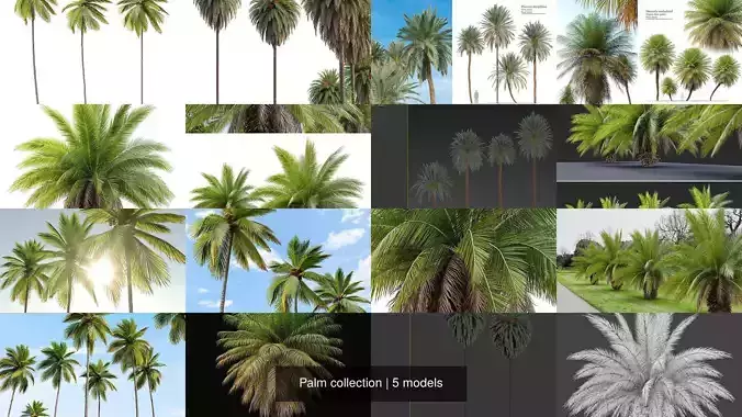 Palm collection phoenix canariensis