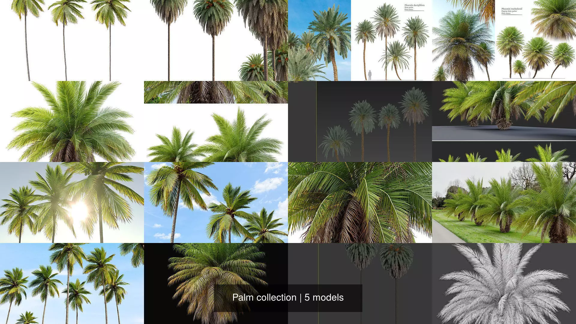 Palm collection phoenix canariensis _1