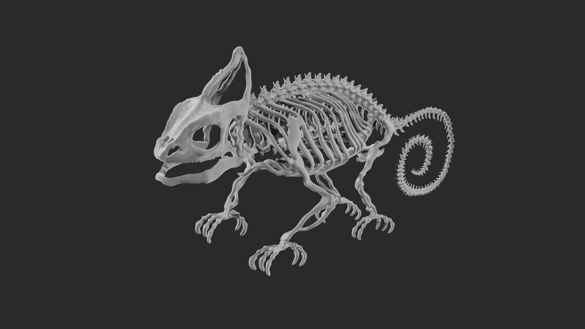 Skeleton of chameleon 3D model_13