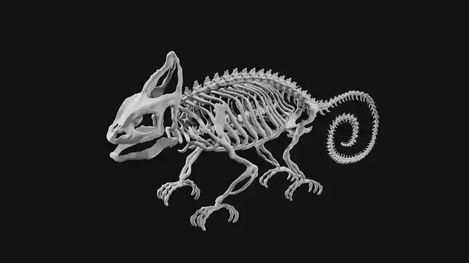 Skeleton of chameleon 3D model