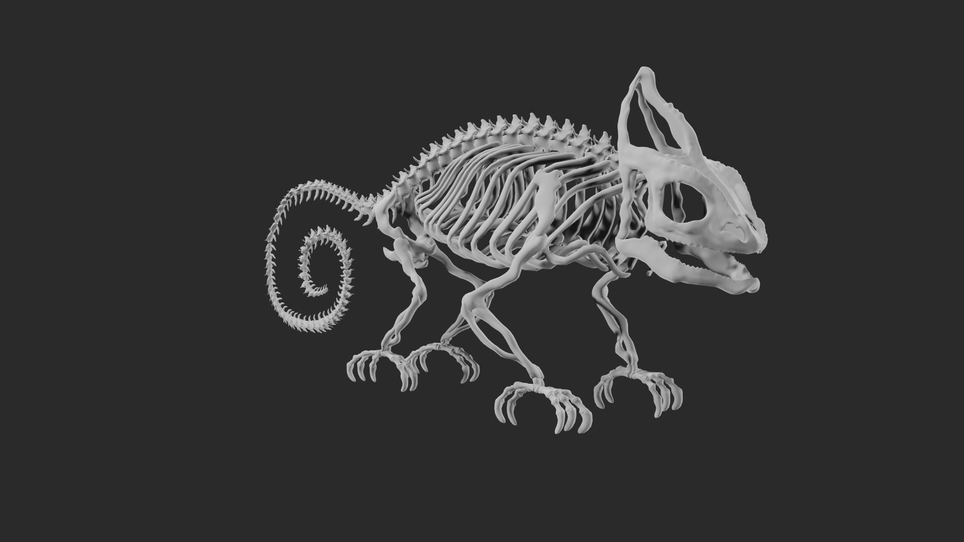 Skeleton of chameleon 3D model_10
