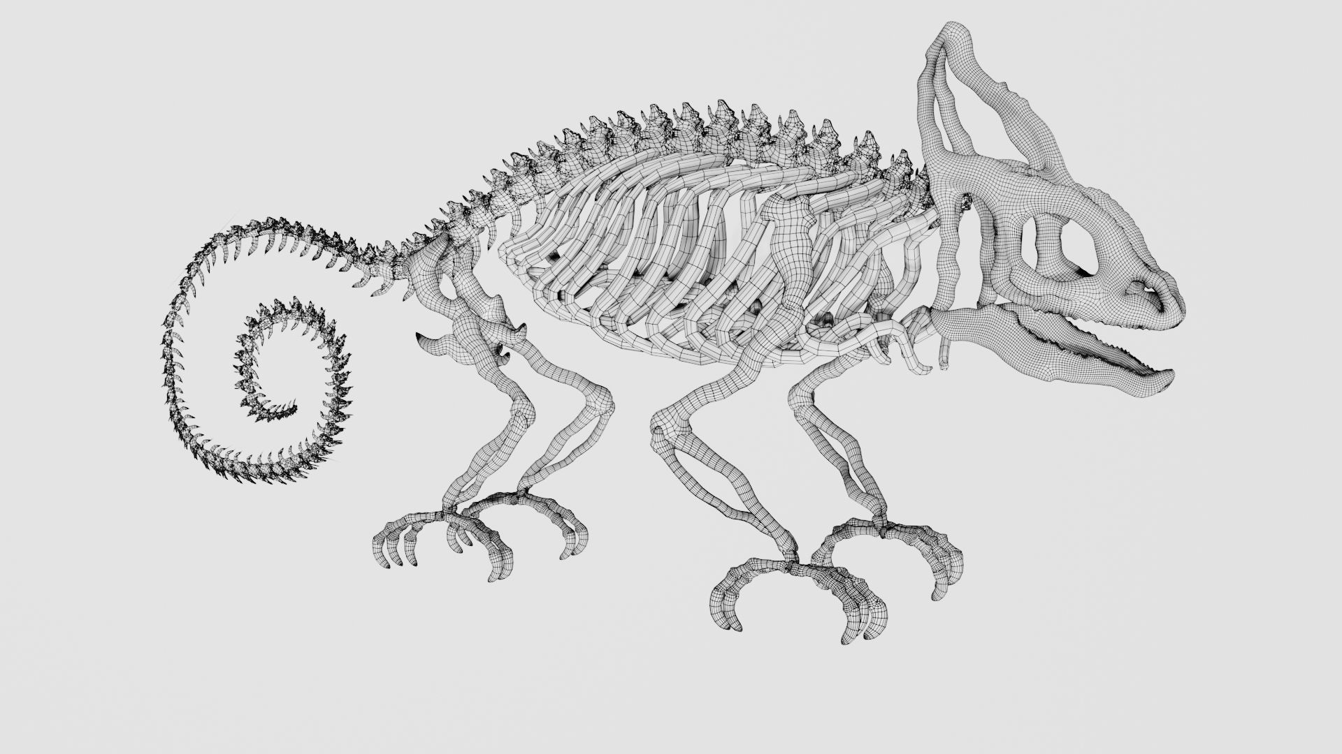 Skeleton of chameleon 3D model_14