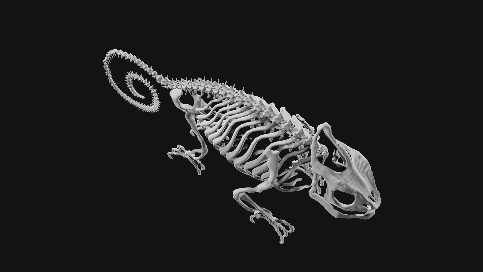 Skeleton of chameleon 3D model_3
