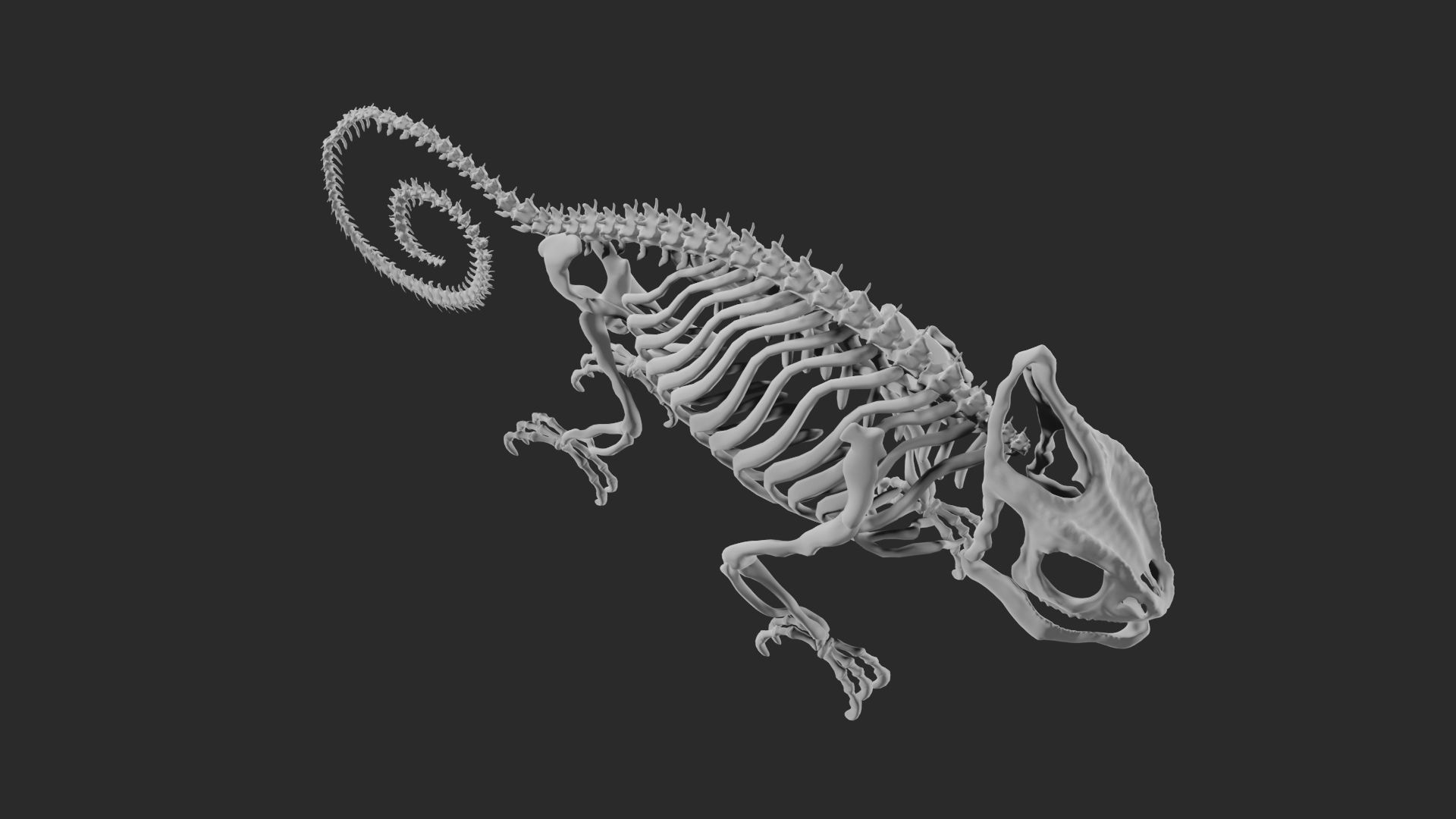 Skeleton of chameleon 3D model_11