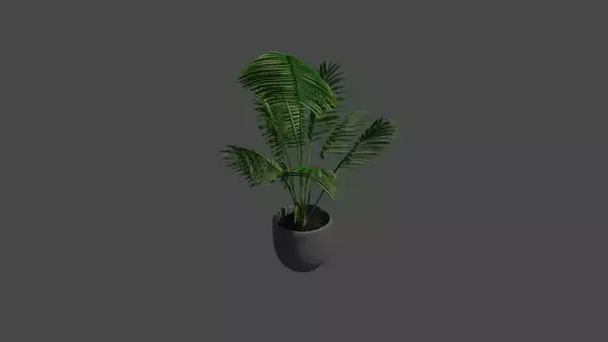 Plant palm tree in pot