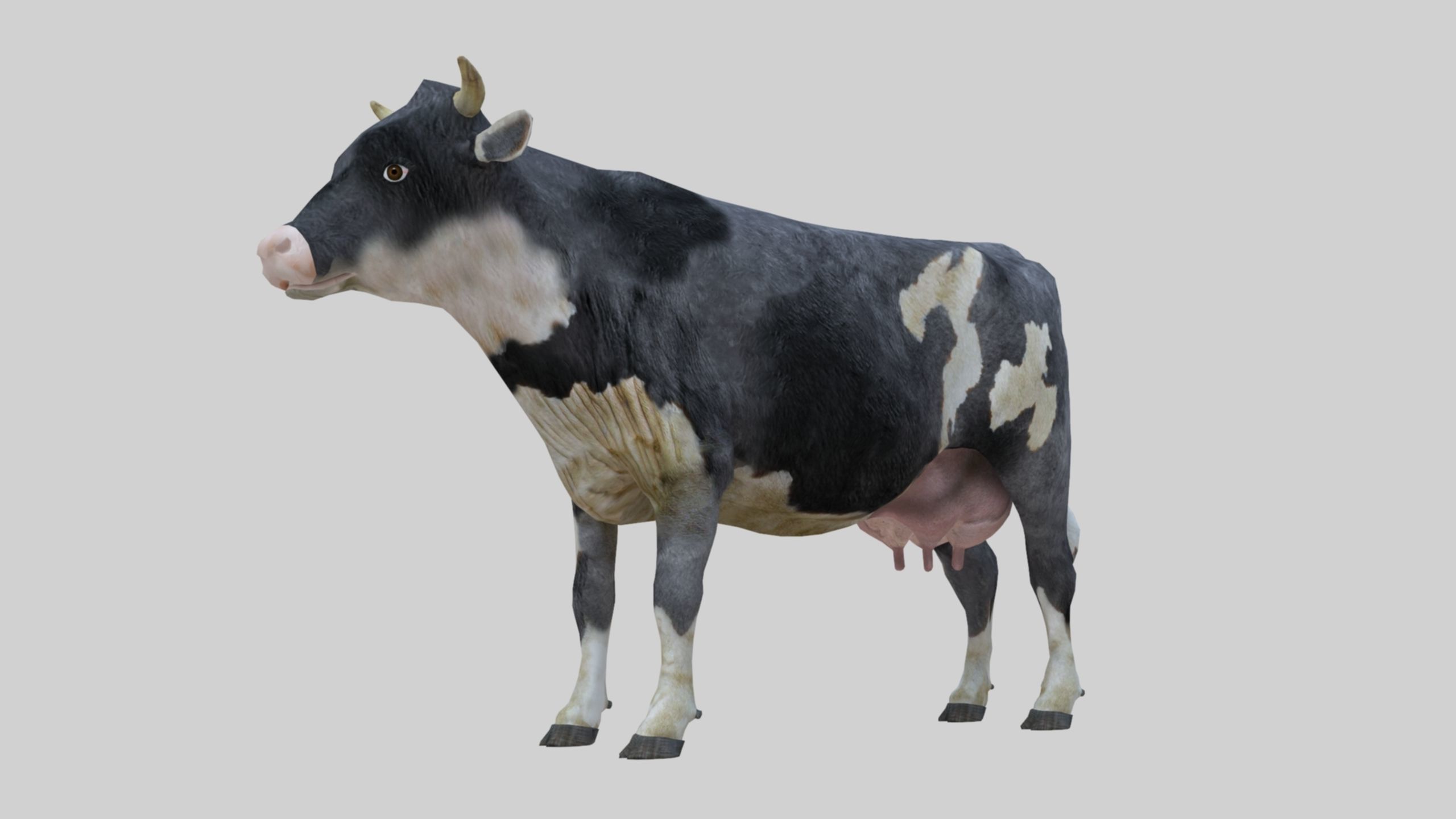 3D model Low Poly Holstein Cow Unwapped 4K Low-poly 3D model_54