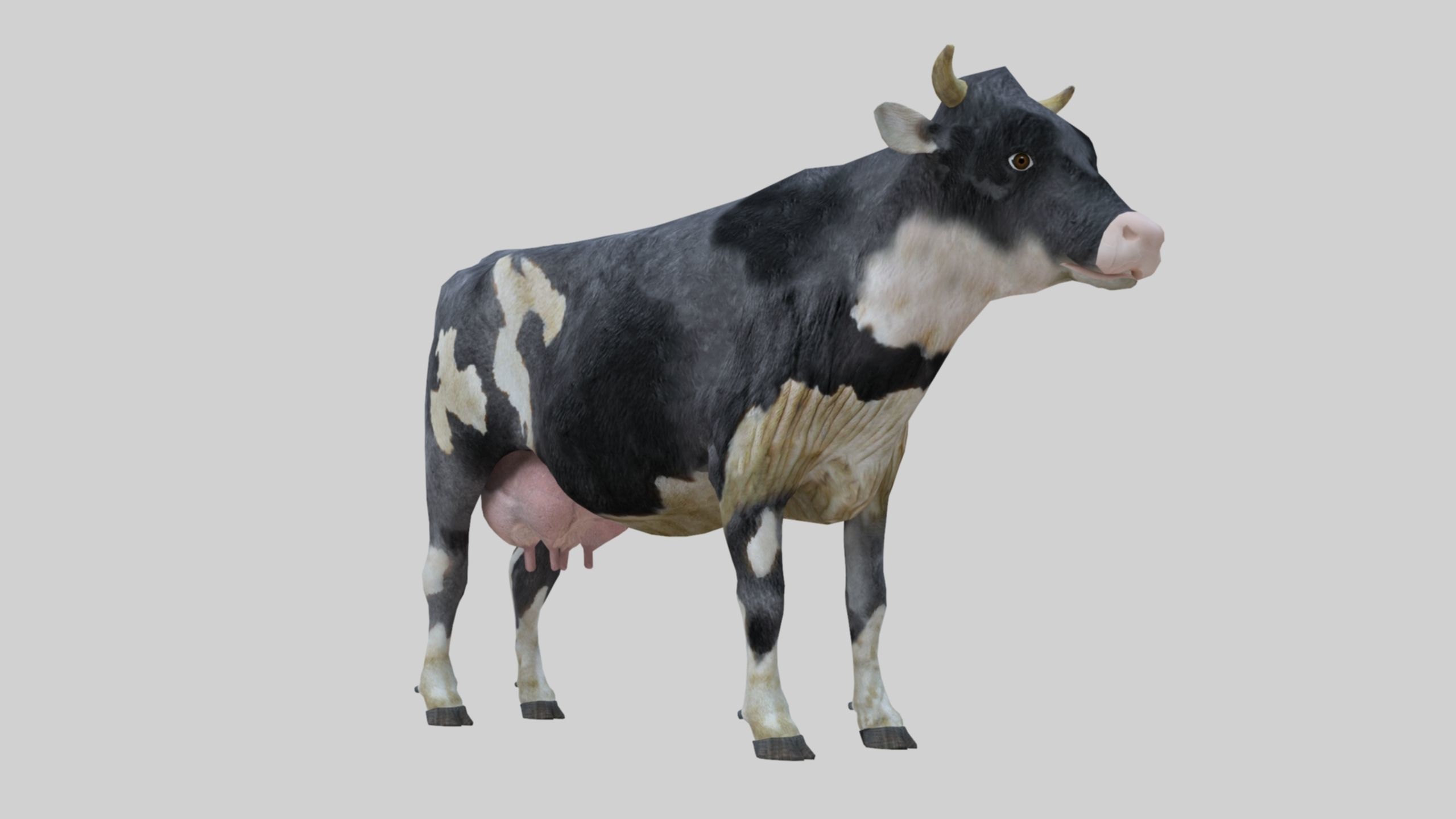 3D model Low Poly Holstein Cow Unwapped 4K Low-poly 3D model_28