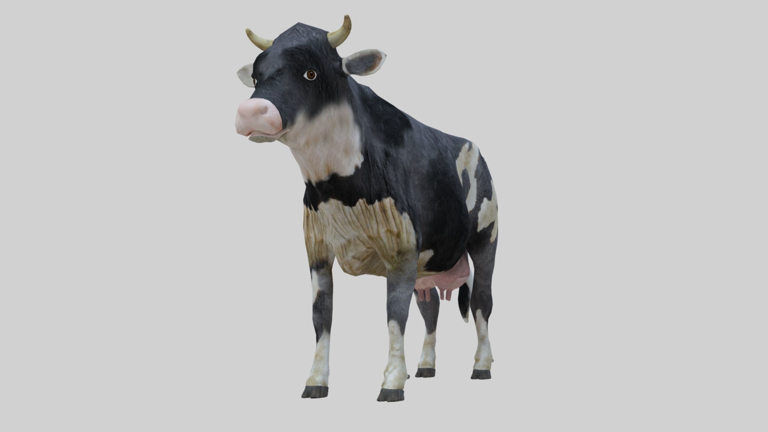 3D model Low Poly Holstein Cow Unwapped 4K Low-poly 3D model_37
