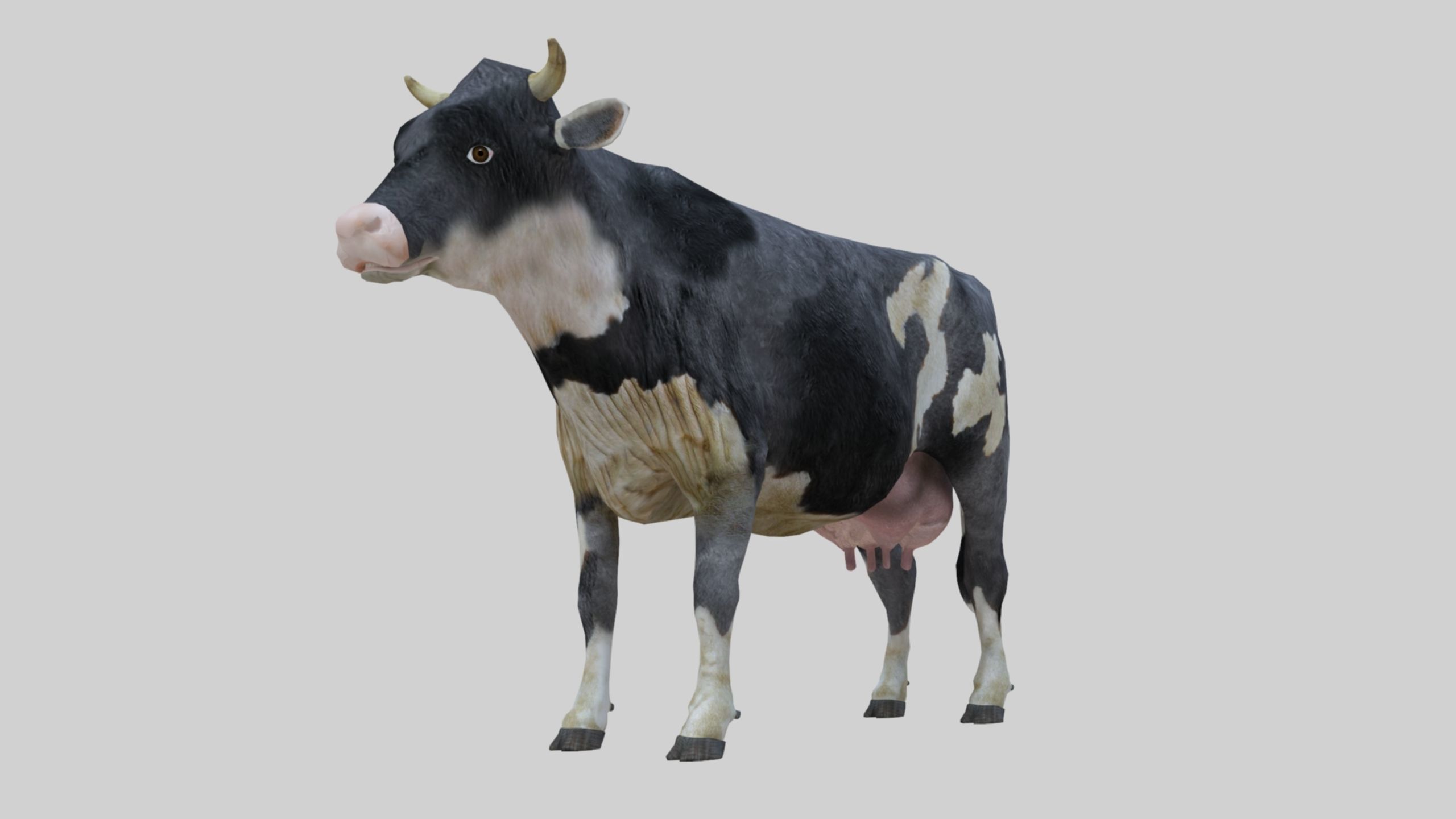 3D model Low Poly Holstein Cow Unwapped 4K Low-poly 3D model_33