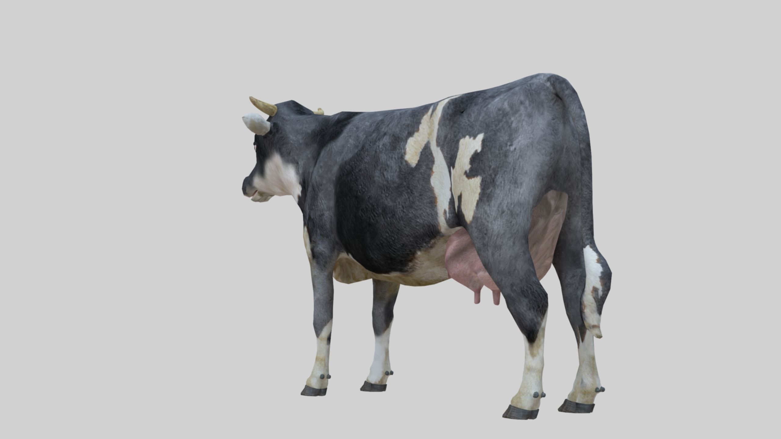 3D model Low Poly Holstein Cow Unwapped 4K Low-poly 3D model_38