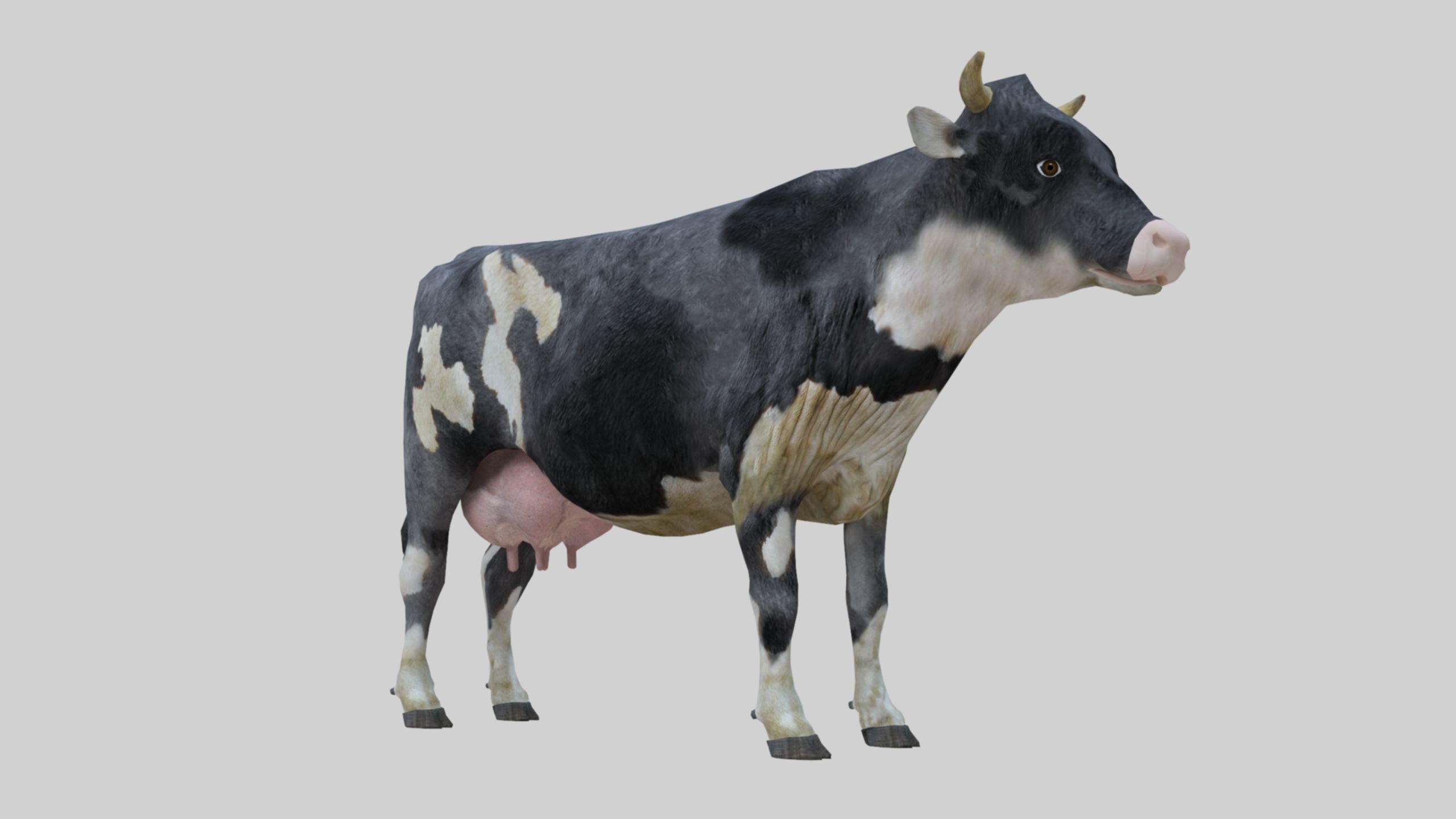 3D model Low Poly Holstein Cow Unwapped 4K Low-poly 3D model_61