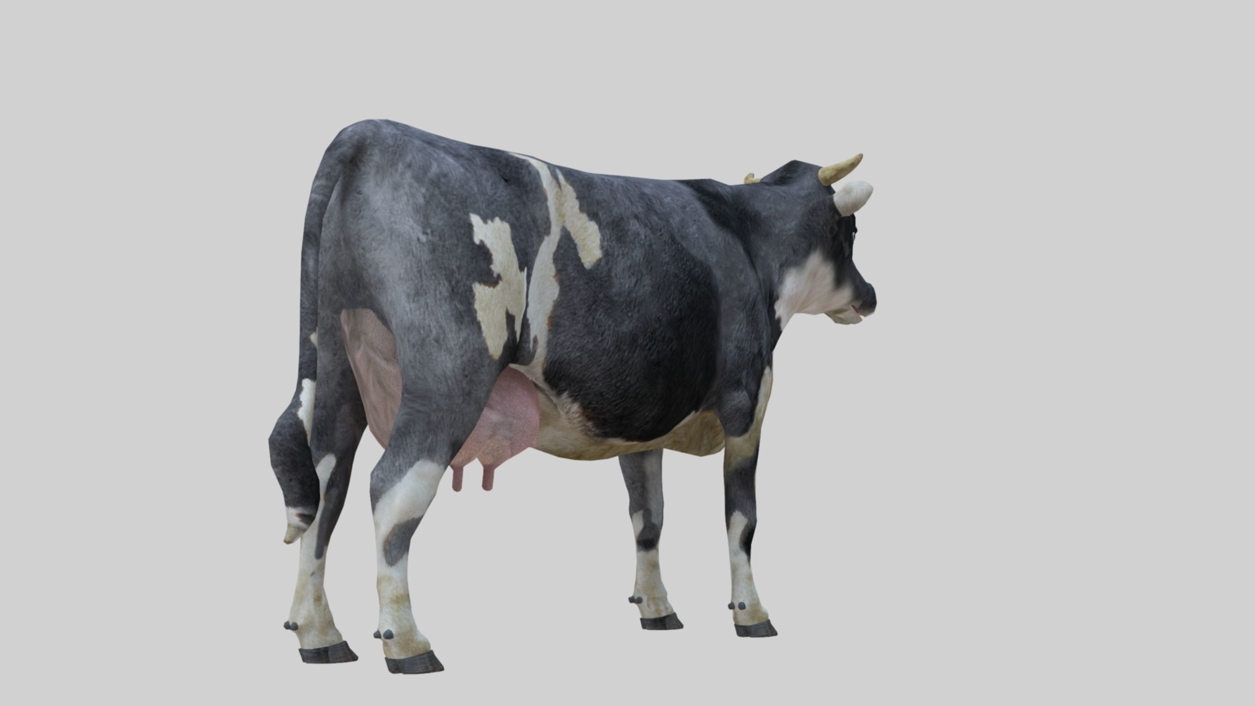3D model Low Poly Holstein Cow Unwapped 4K Low-poly 3D model_58