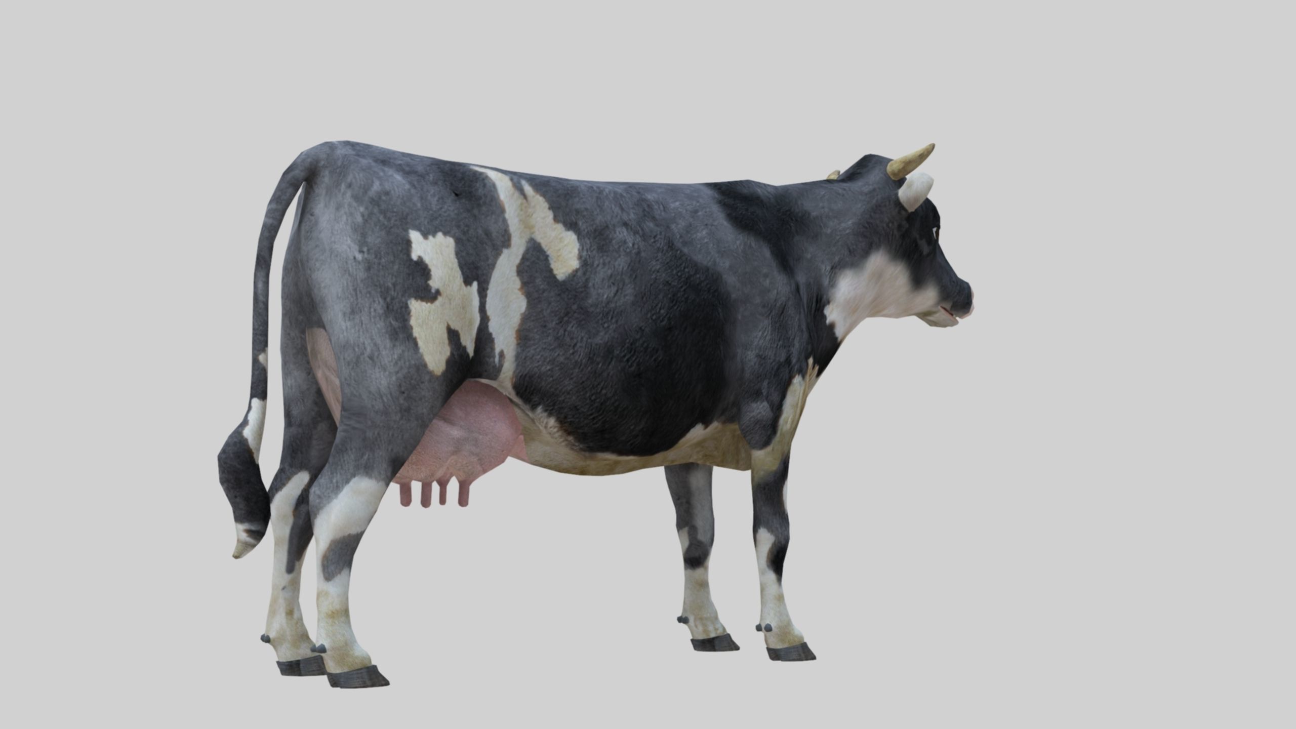 3D model Low Poly Holstein Cow Unwapped 4K Low-poly 3D model_7