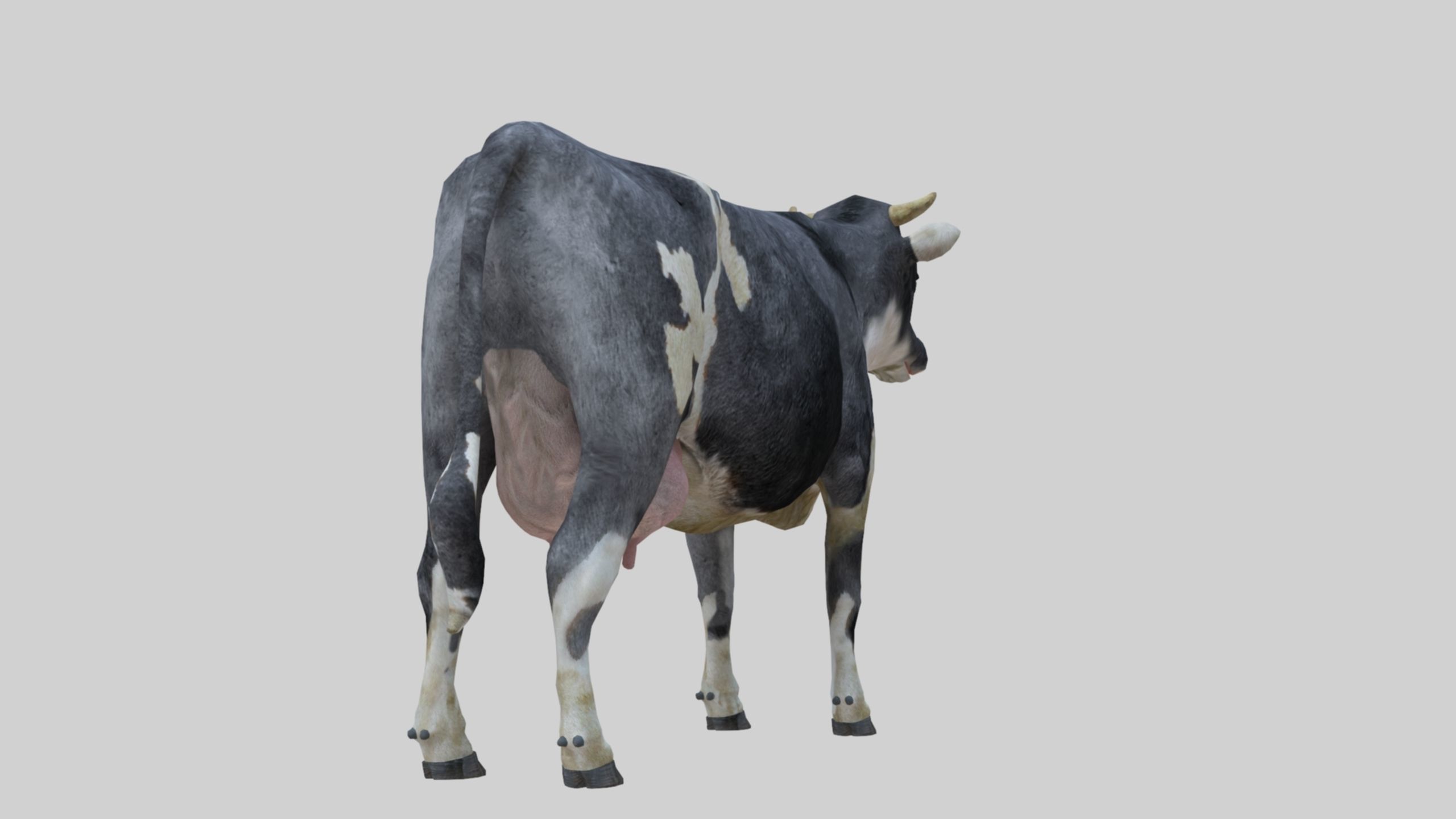 3D model Low Poly Holstein Cow Unwapped 4K Low-poly 3D model_46