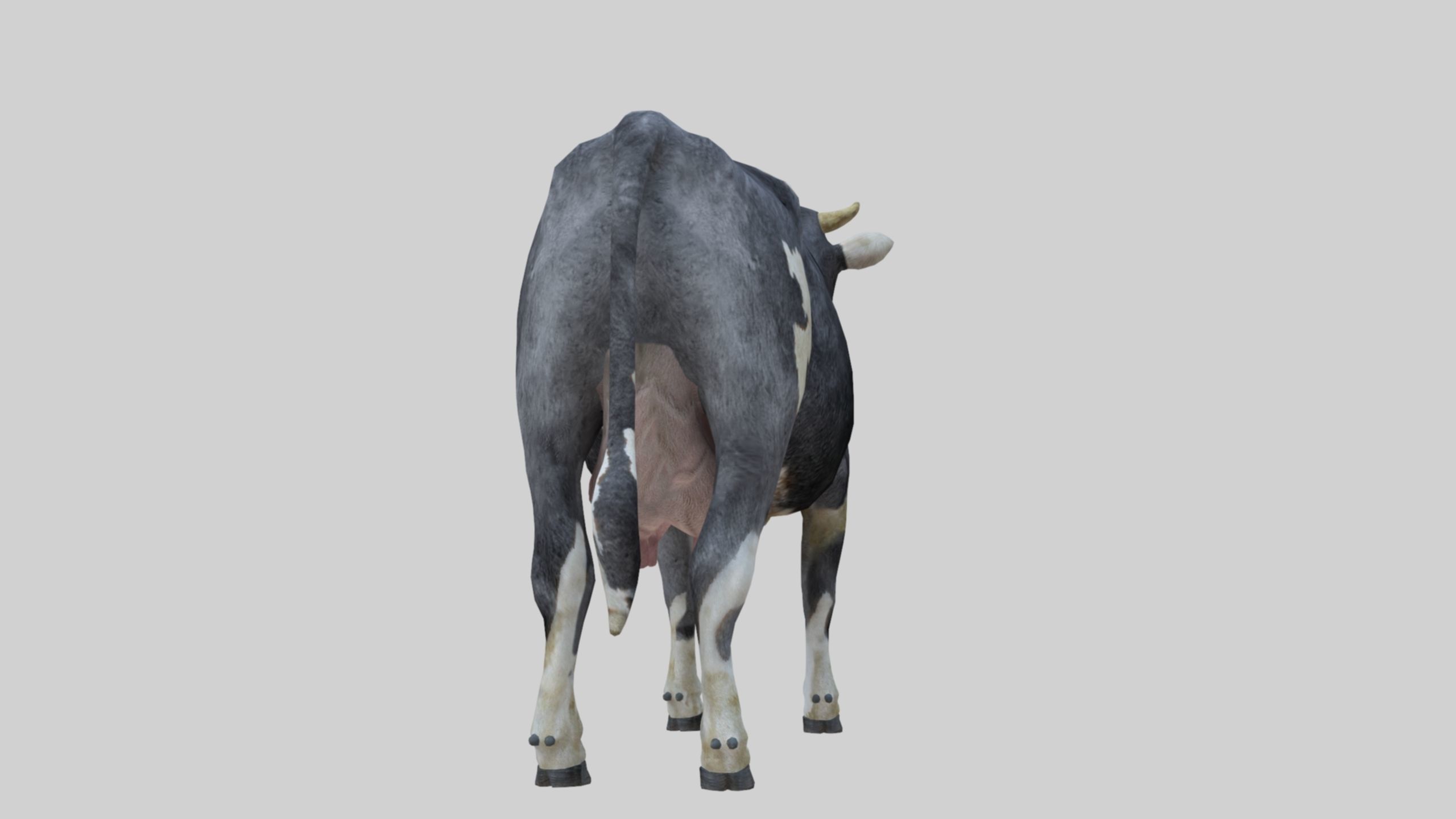 3D model Low Poly Holstein Cow Unwapped 4K Low-poly 3D model_43