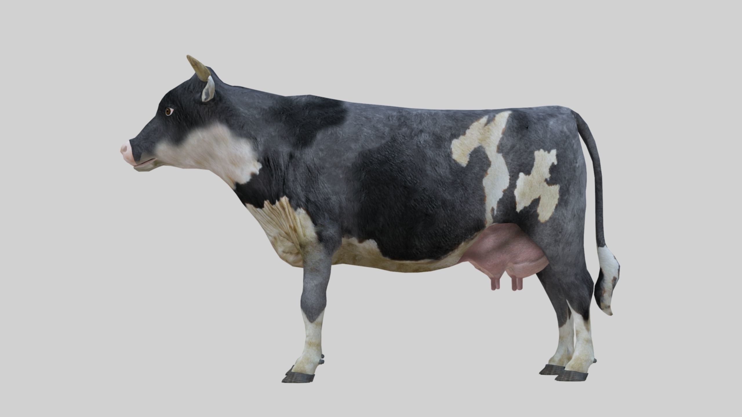 3D model Low Poly Holstein Cow Unwapped 4K Low-poly 3D model_53