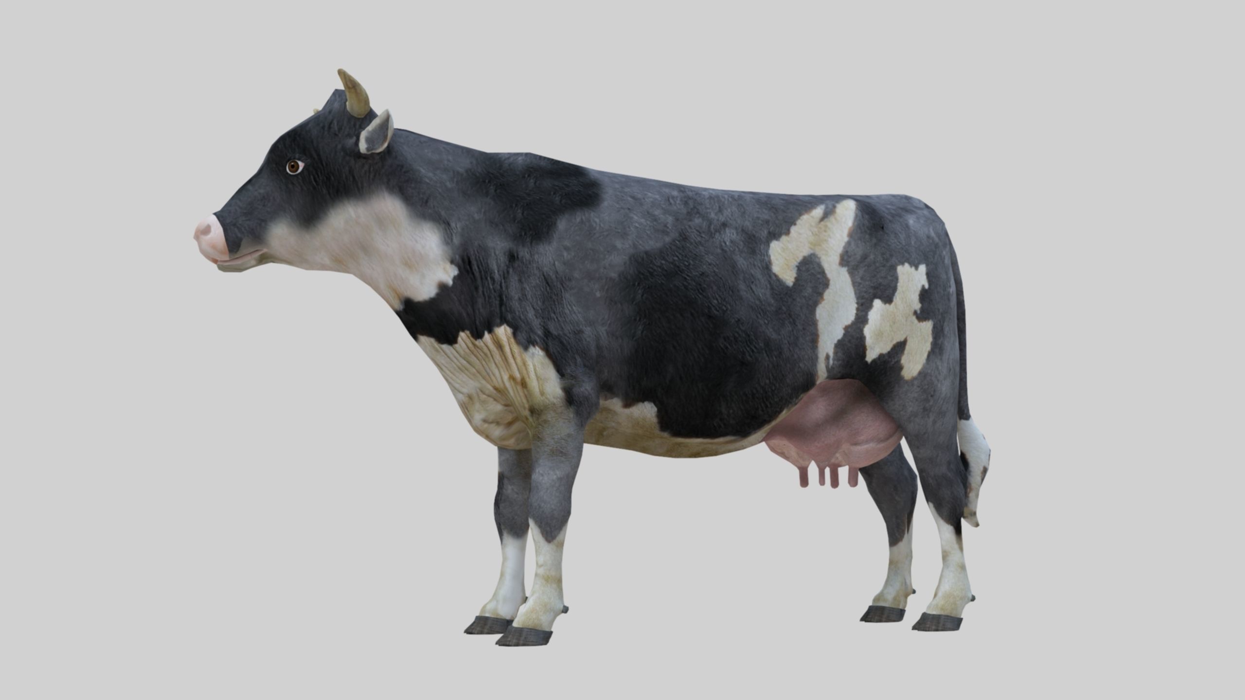 3D model Low Poly Holstein Cow Unwapped 4K Low-poly 3D model_36