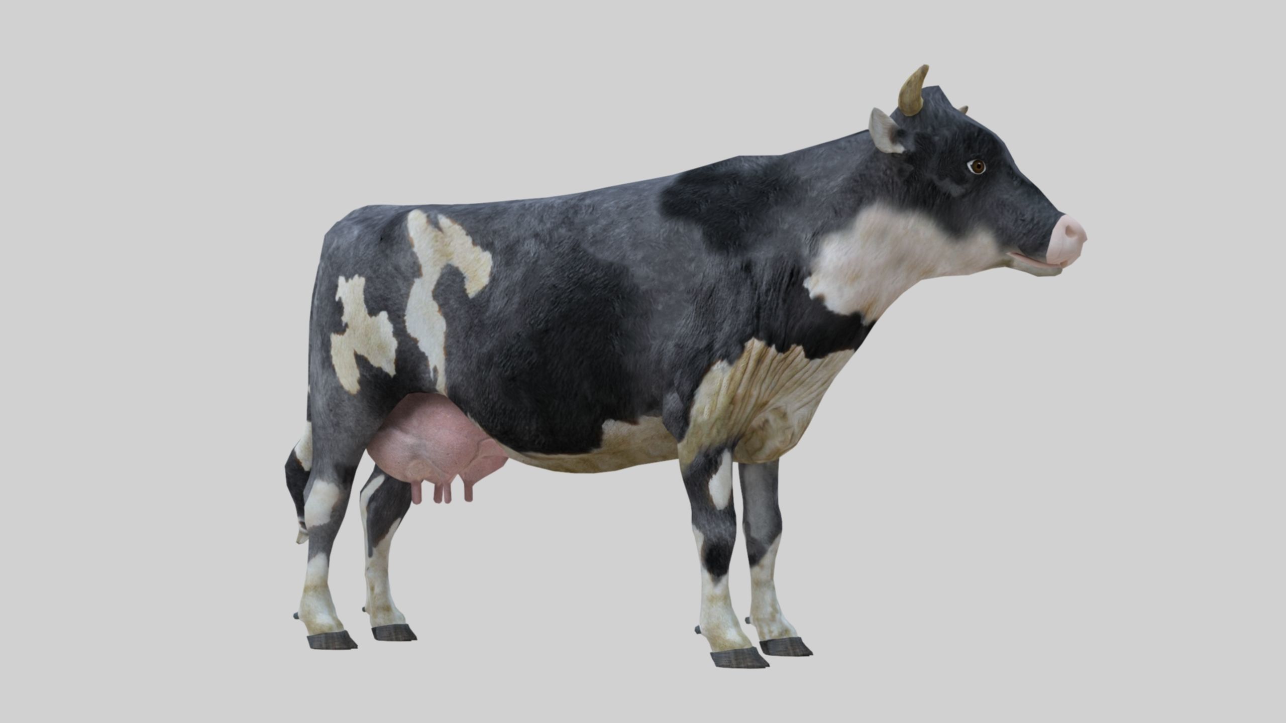 3D model Low Poly Holstein Cow Unwapped 4K Low-poly 3D model_51